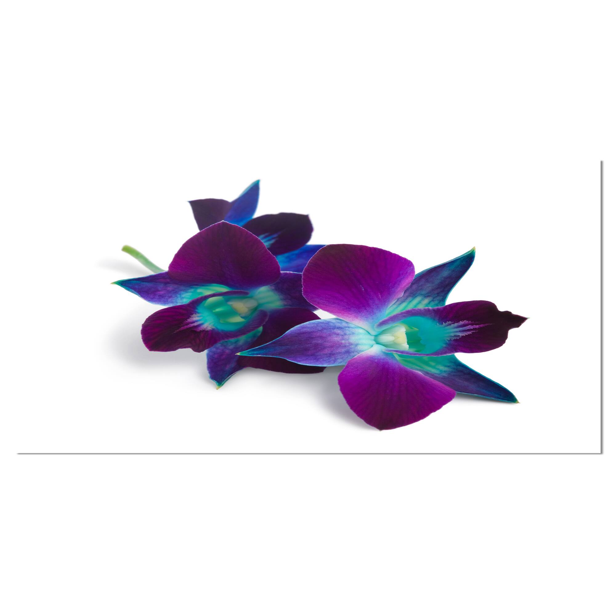 Designart - Deep Purple Orchid Flowers on White