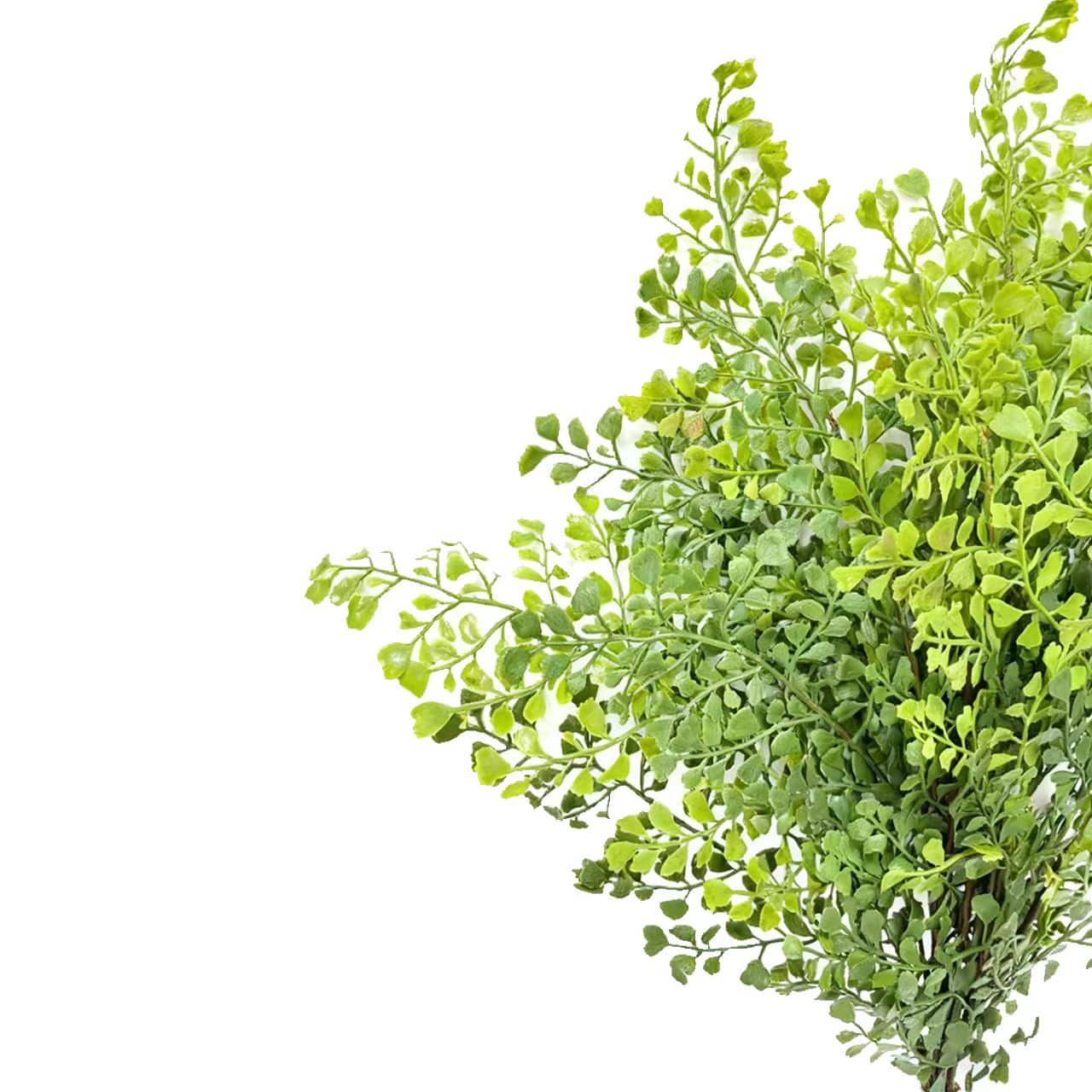 19" Green Fern Bush by Ashland®
