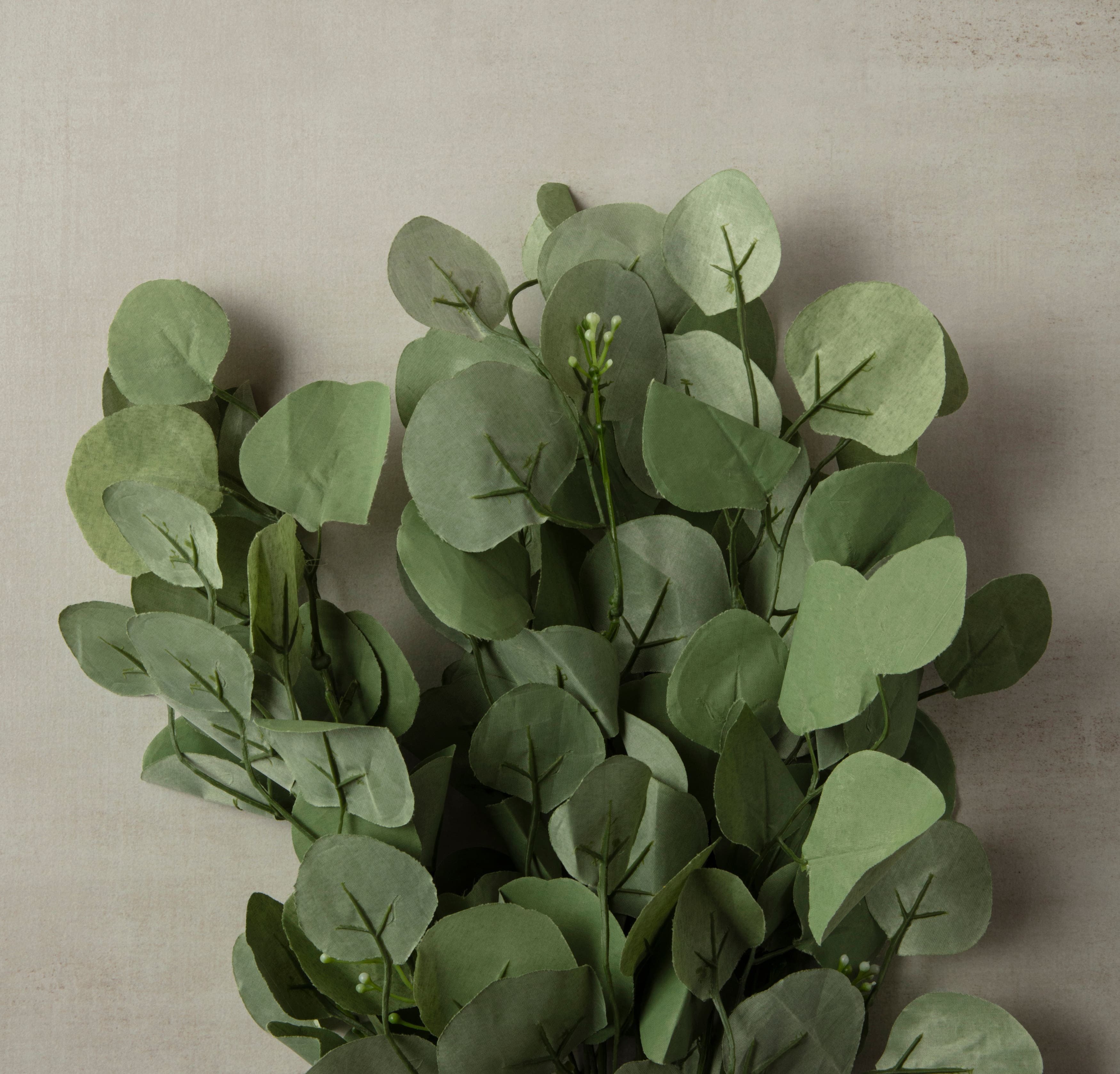 Eucalyptus Bush by Ashland®