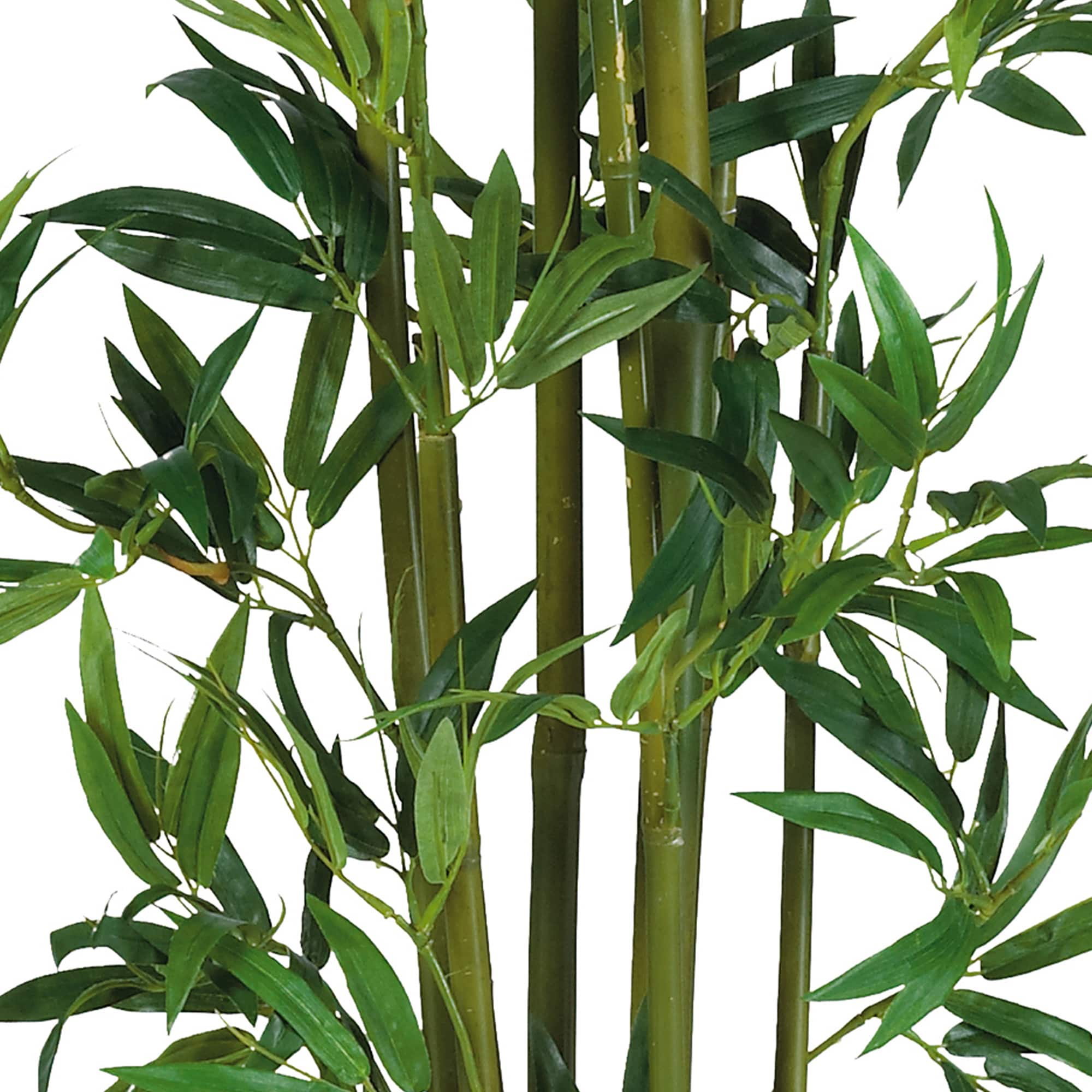 4ft. Potted Bamboo Plant