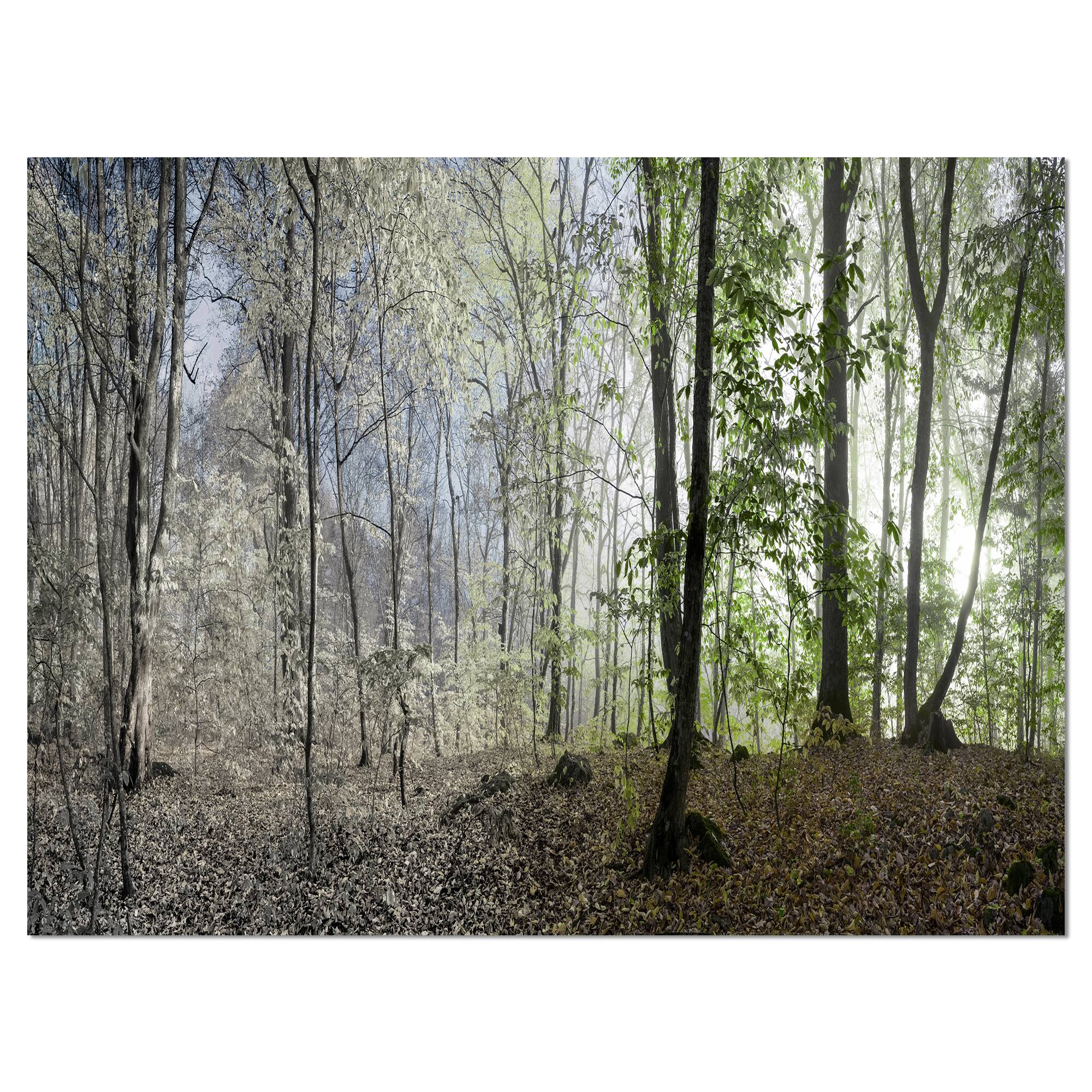 Designart - Morning in Forest Panorama
