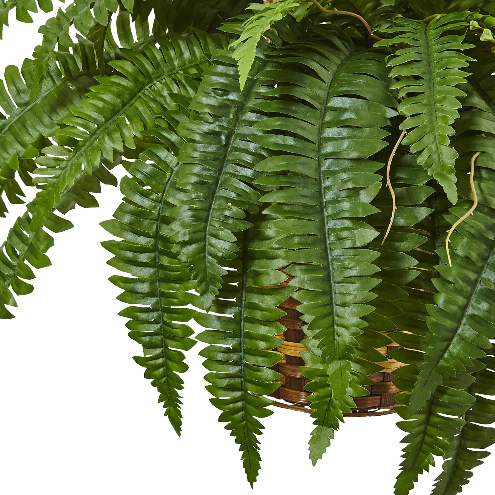33" Boston Fern in Hanging Basket