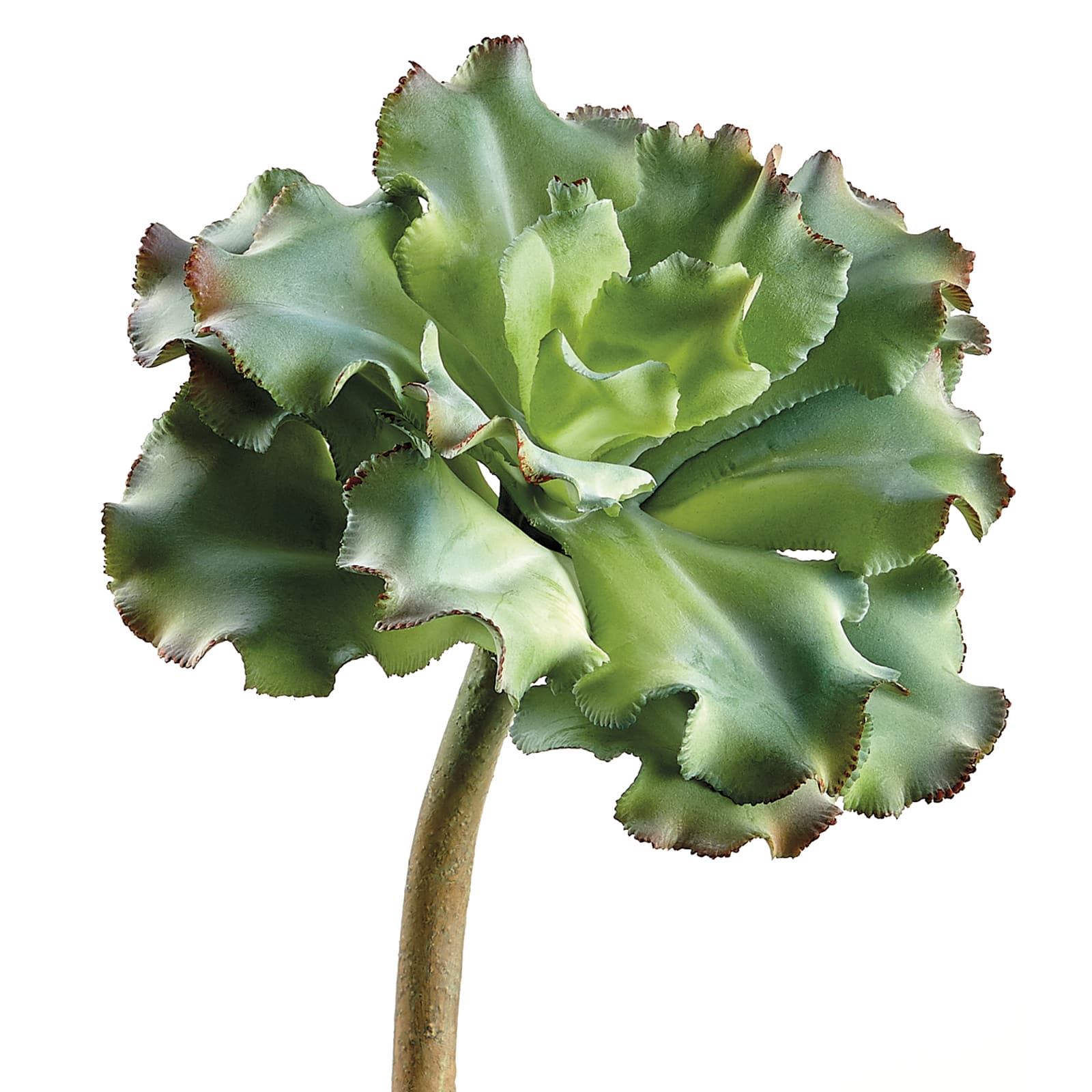 Green Ruffled Echeveria Pick