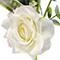 9" Rose & Eucalyptus Pick by Ashland®