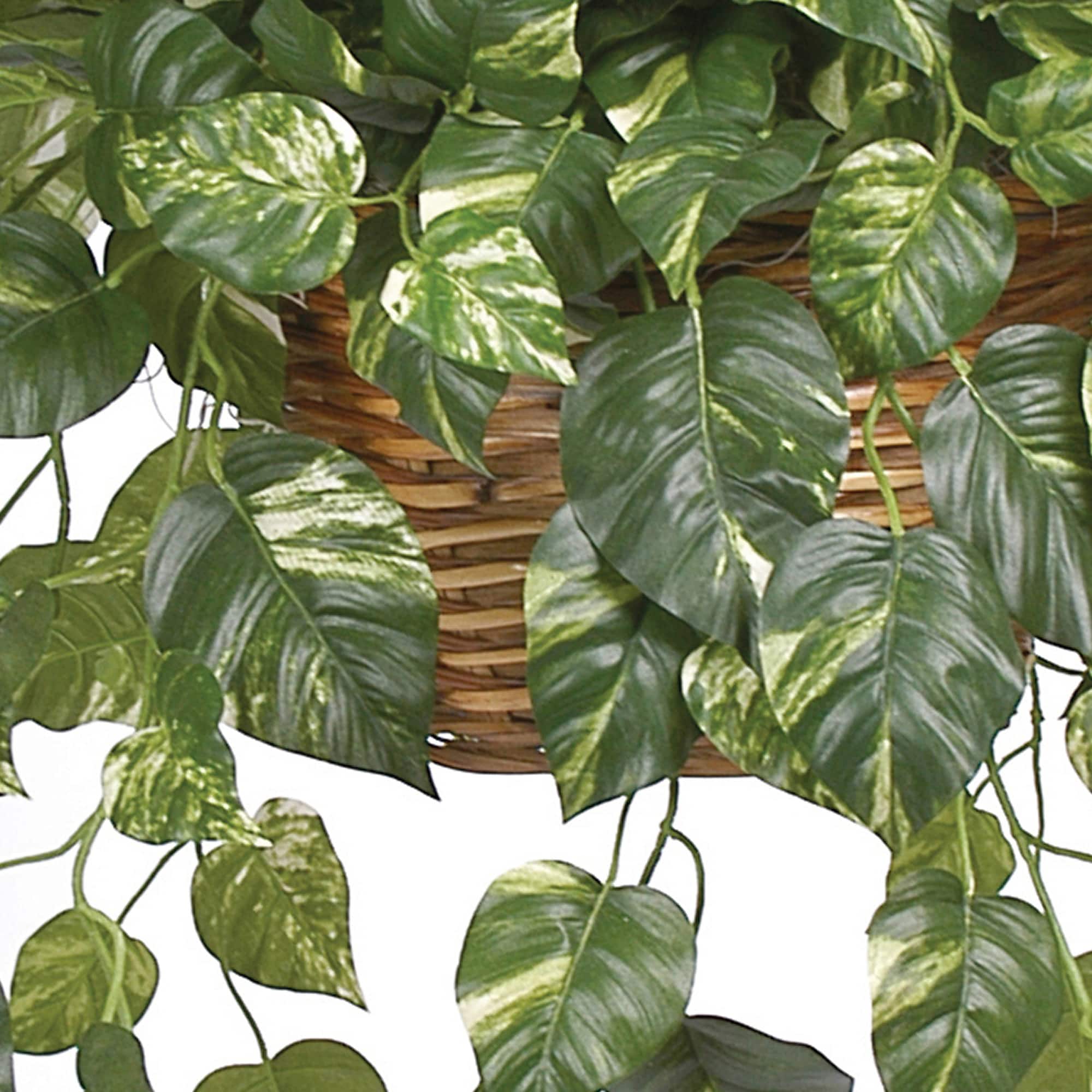 2ft. Pothos In Hanging Basket