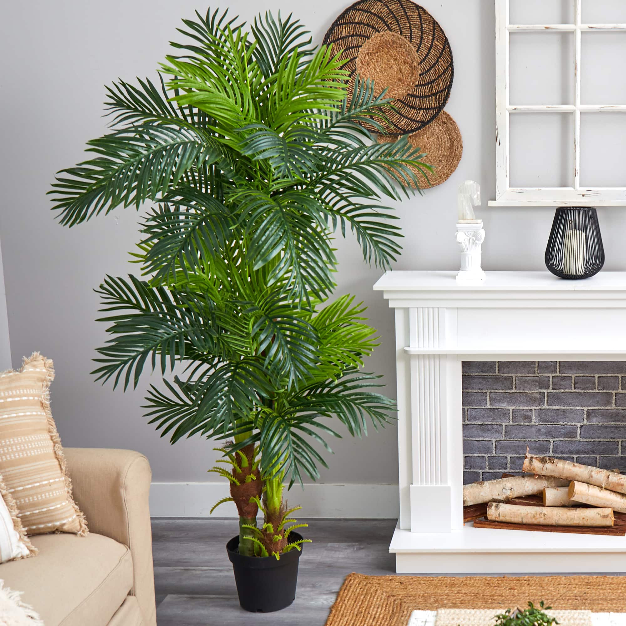 6ft. Potted Hawaii Palm