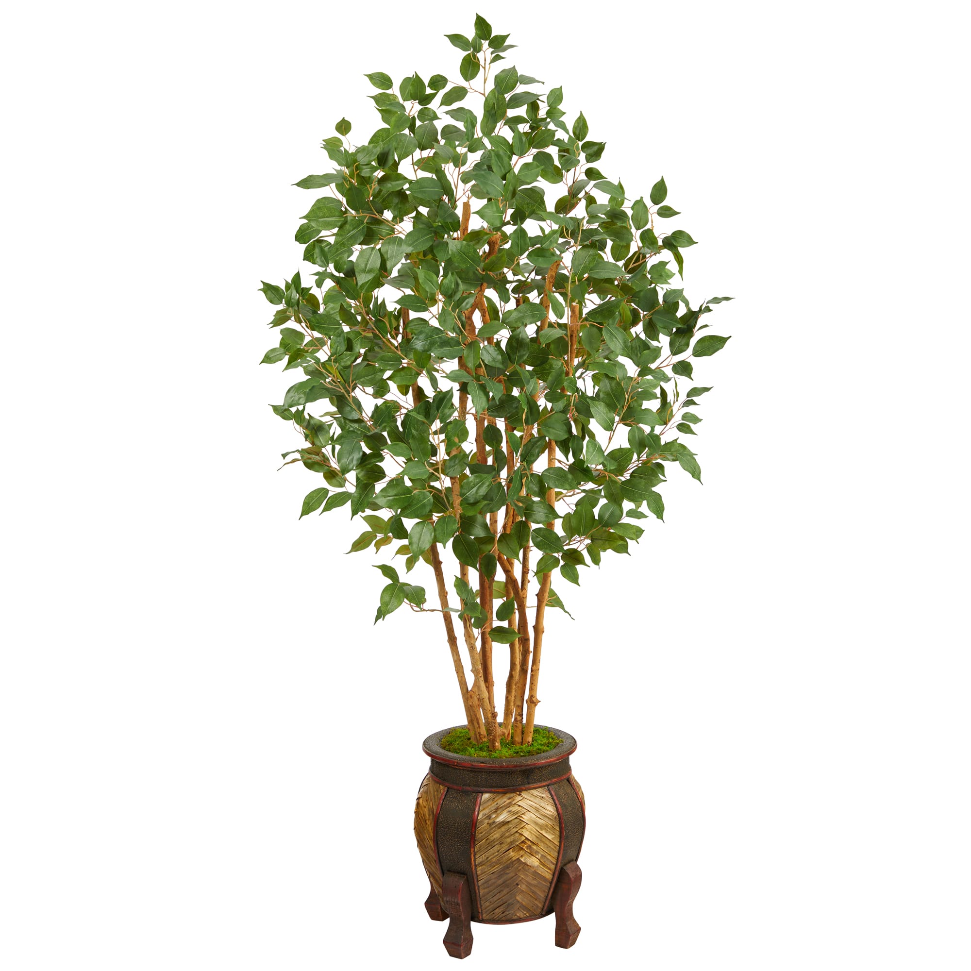 5.5ft. Bushy Ficus Tree in Decorative Planter