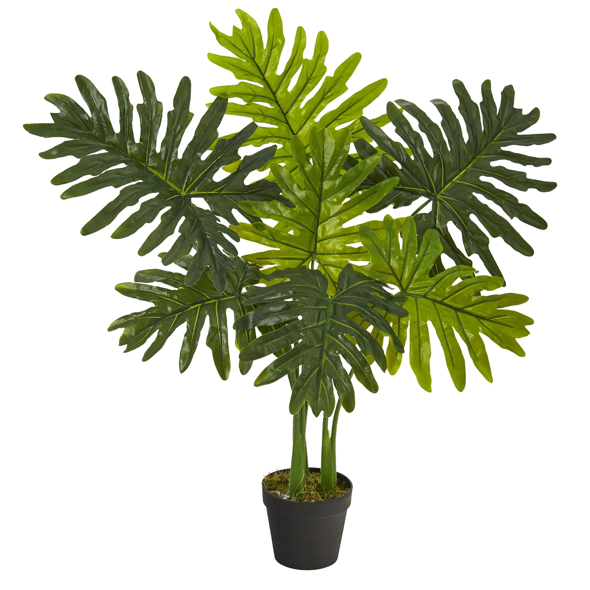 3ft. Potted Philodendron Plant