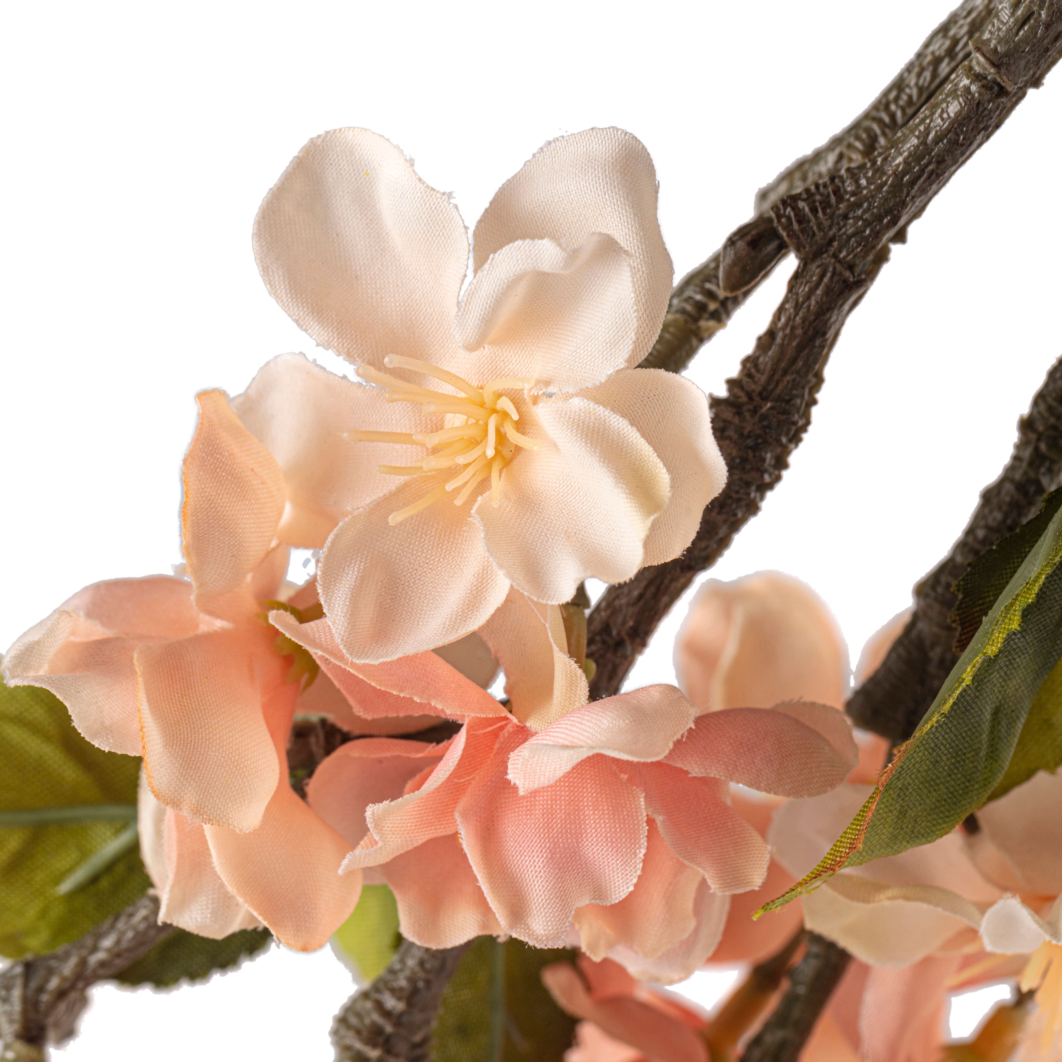 Tige de fleurs de pommier roses et blanches d’Ashland
