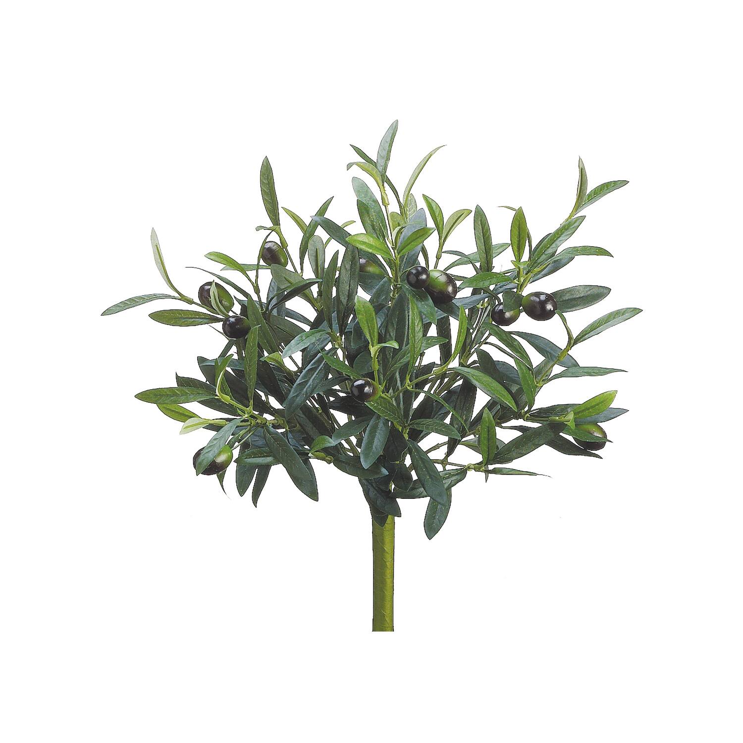 Olive Bush 