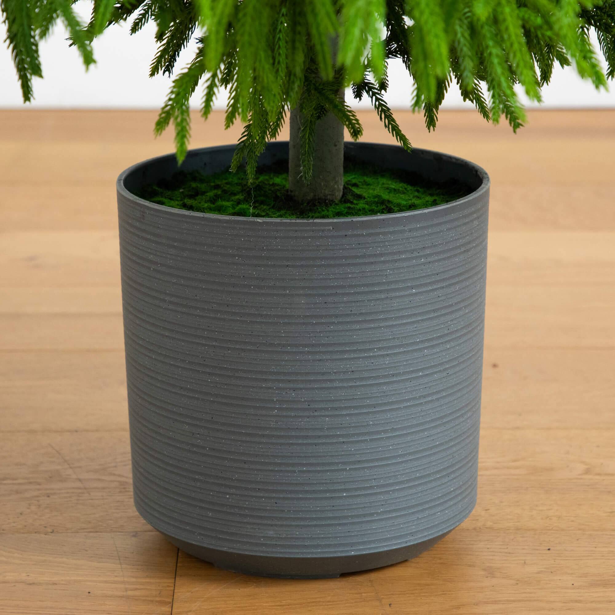 6ft. Unlit Norfolk Island Pine Real Touch Christmas Tree
