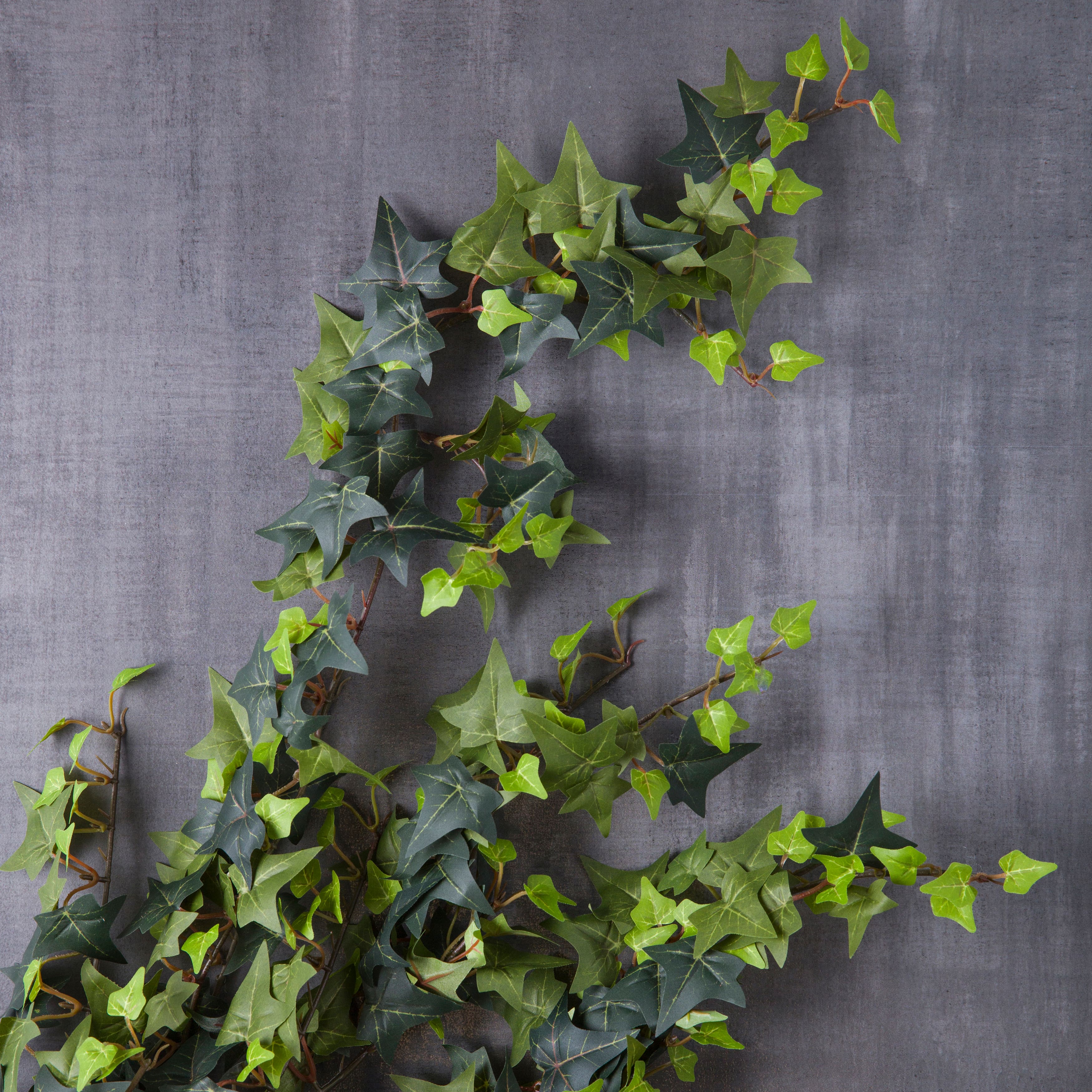 12 Pack: Star Ivy Bush by Ashland®