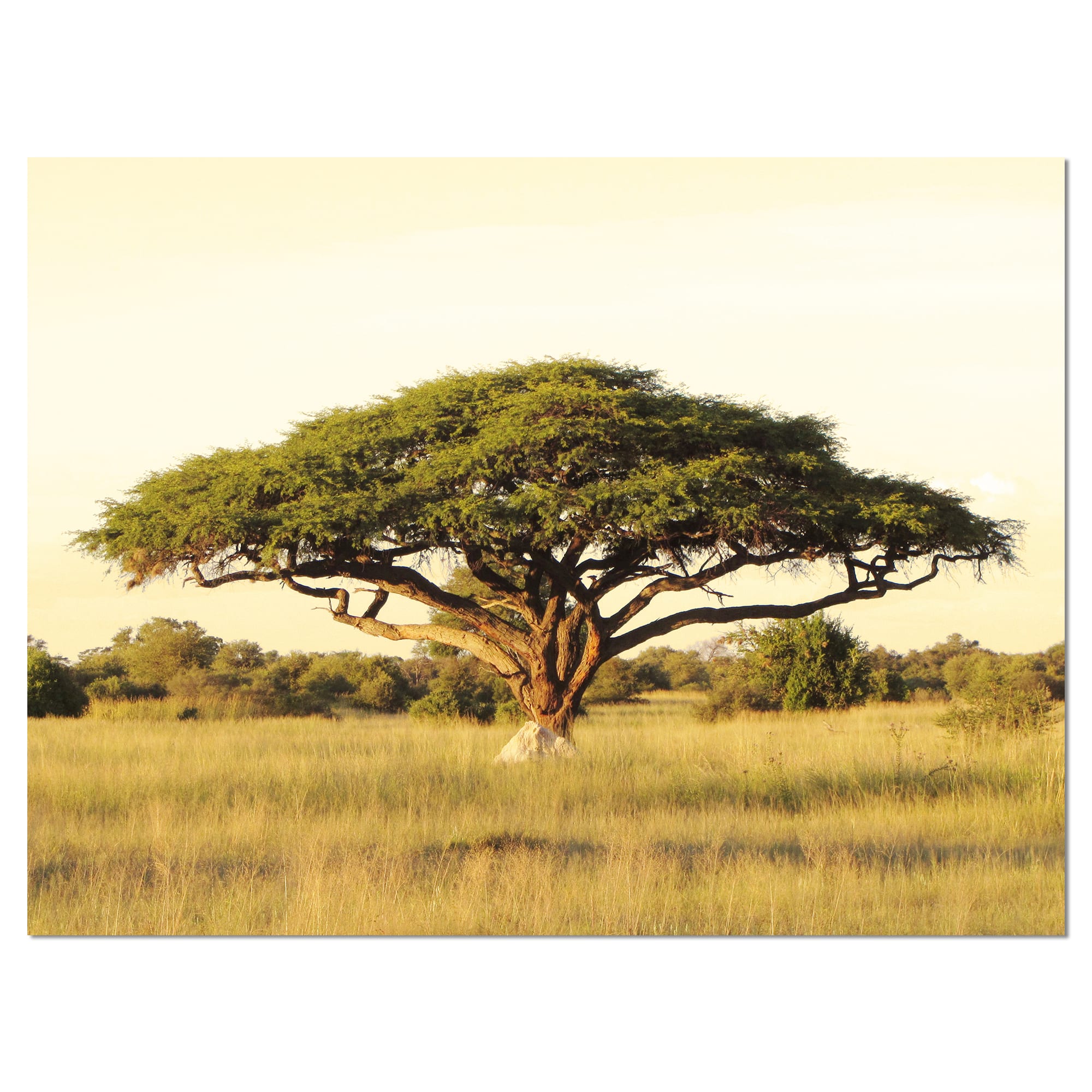 Designart - Acacia Tree on African Plain - Oversized African Landscape Canvas Art