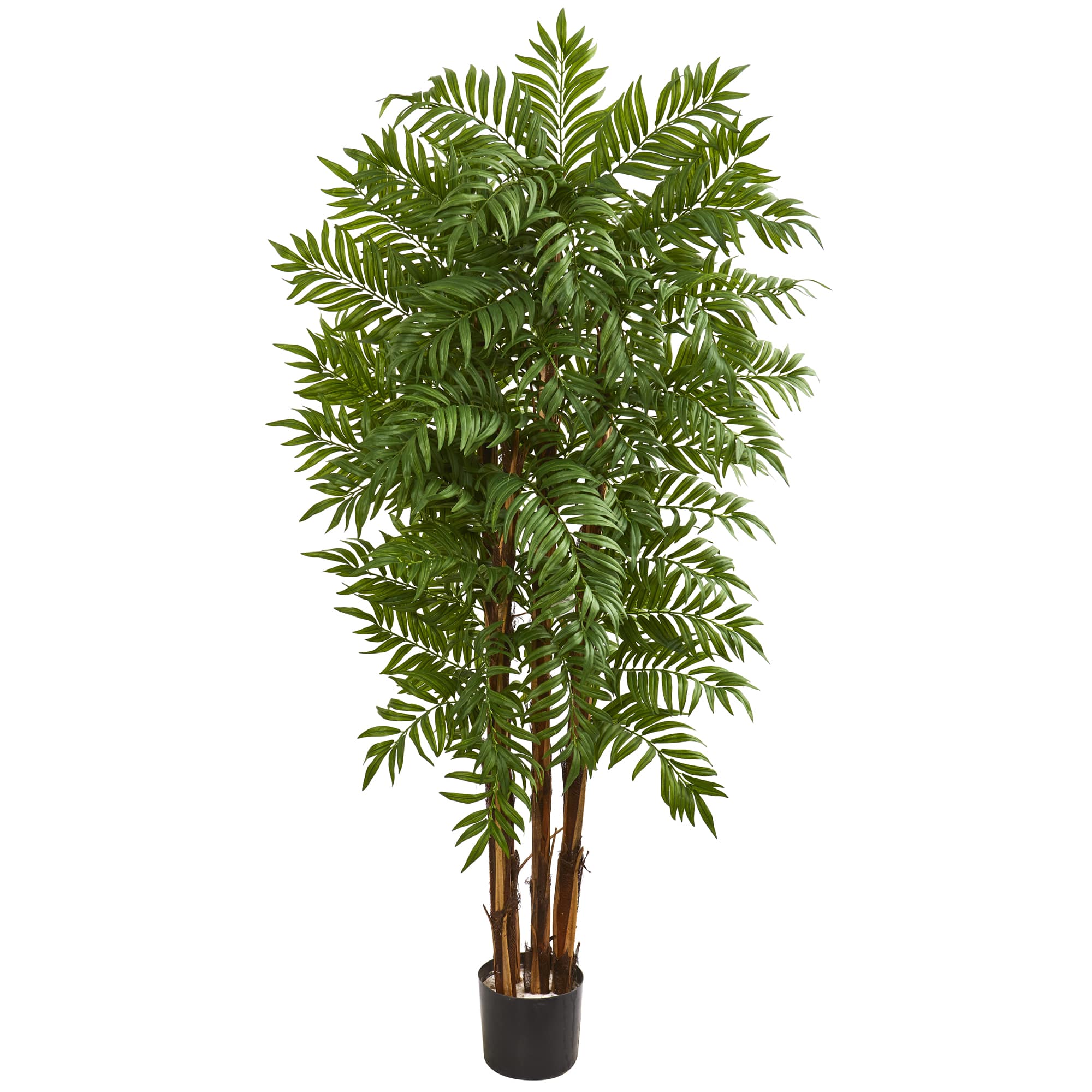 5.5ft. Potted Parlour Palm Tree