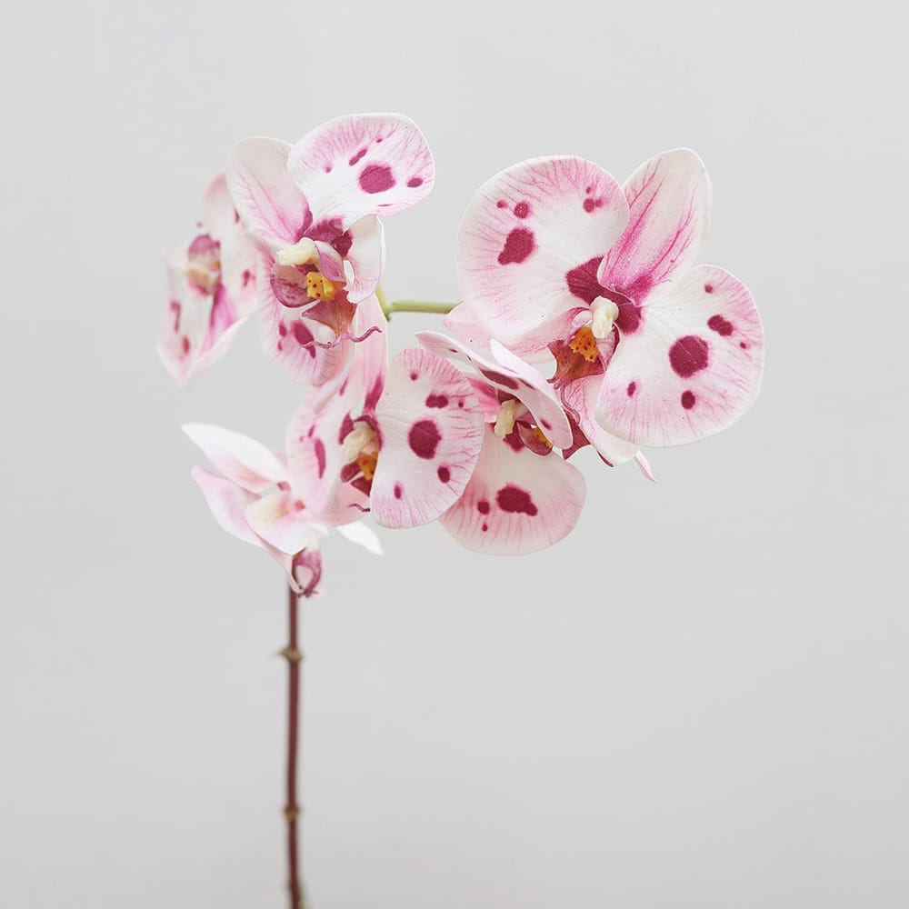 Prestige Botanicals 22" Artificial White & Pink Spotted Phalaenopsis Orchid Stem