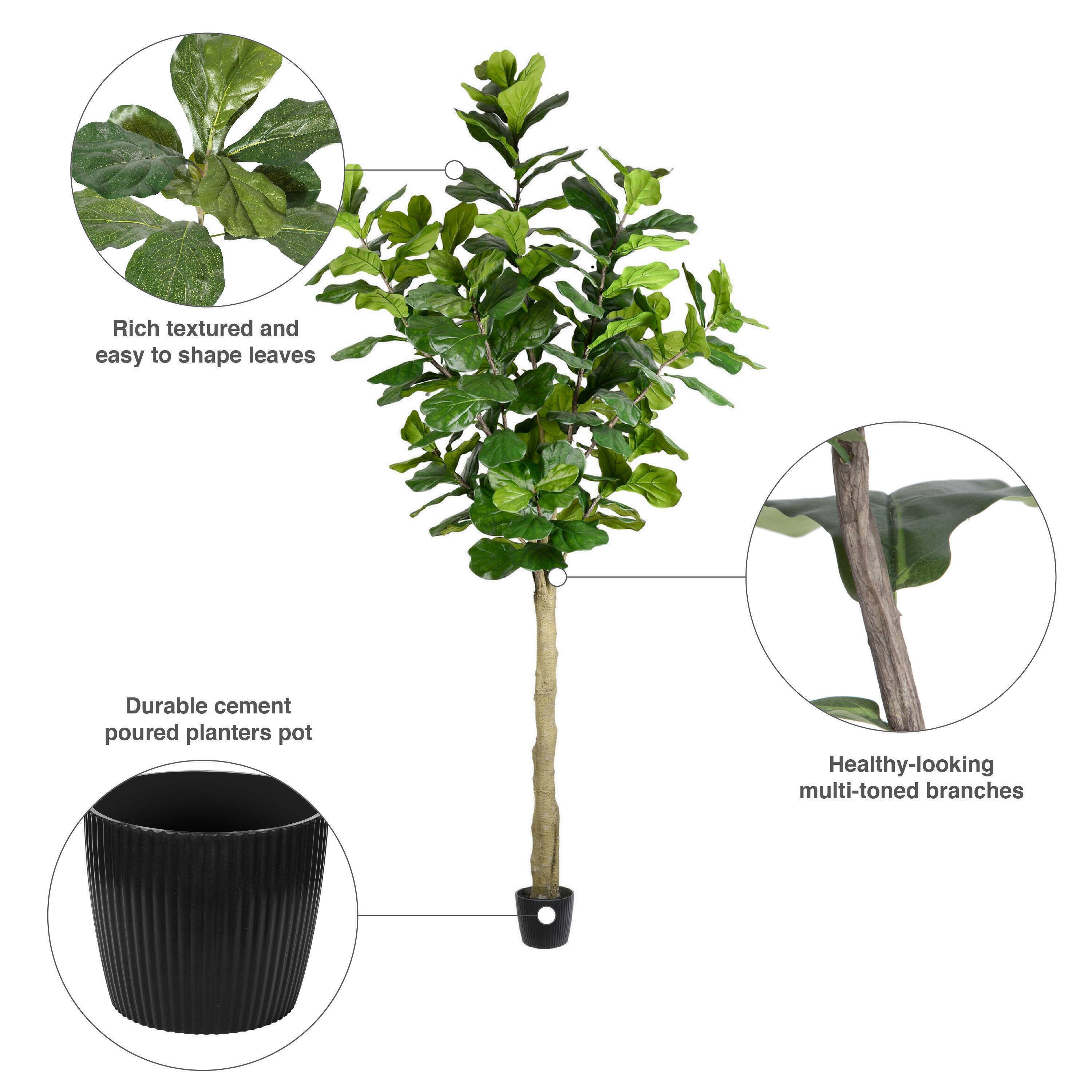 10ft. Potted Fiddle Tree