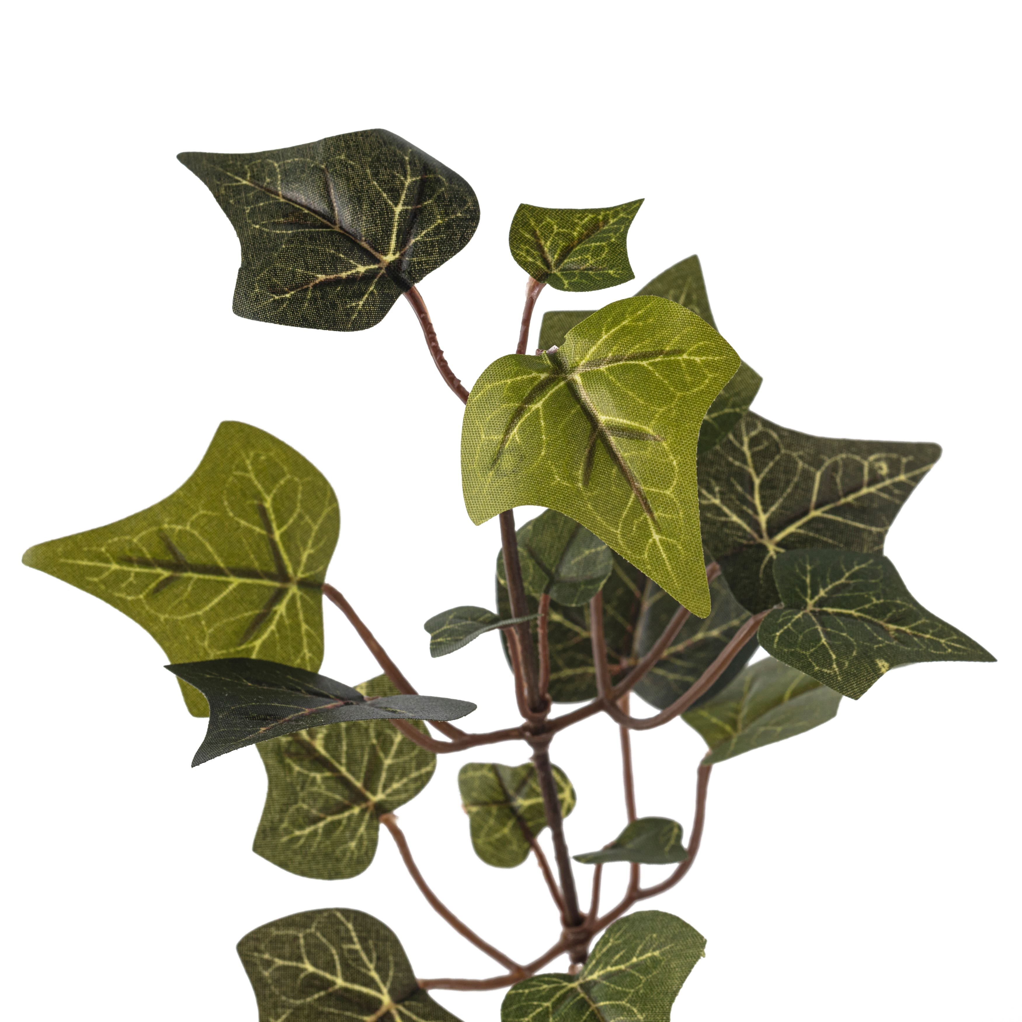 English Ivy Stem by Ashland®
