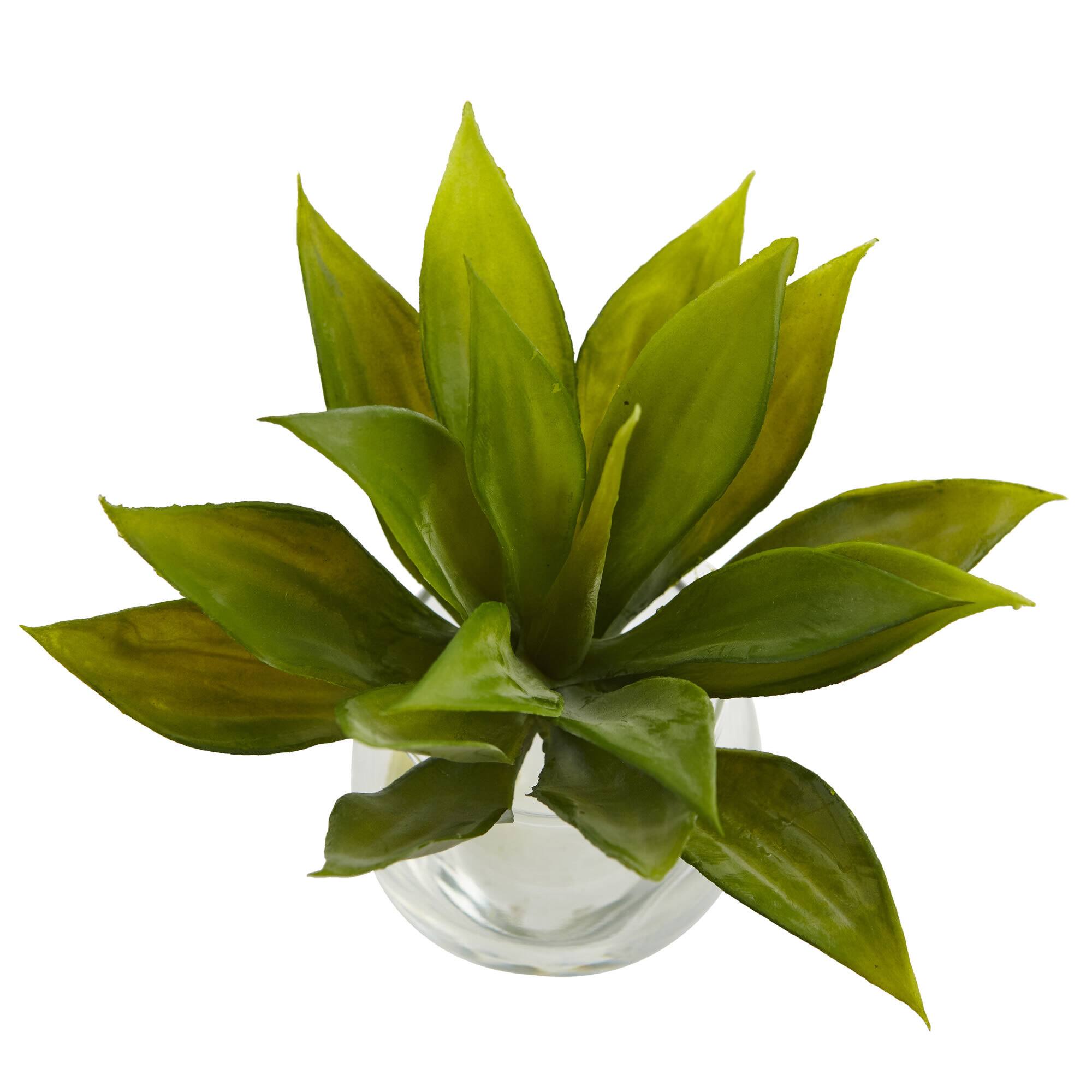 5.75" Mini Agave Succulent in Glass Vase, 3ct.