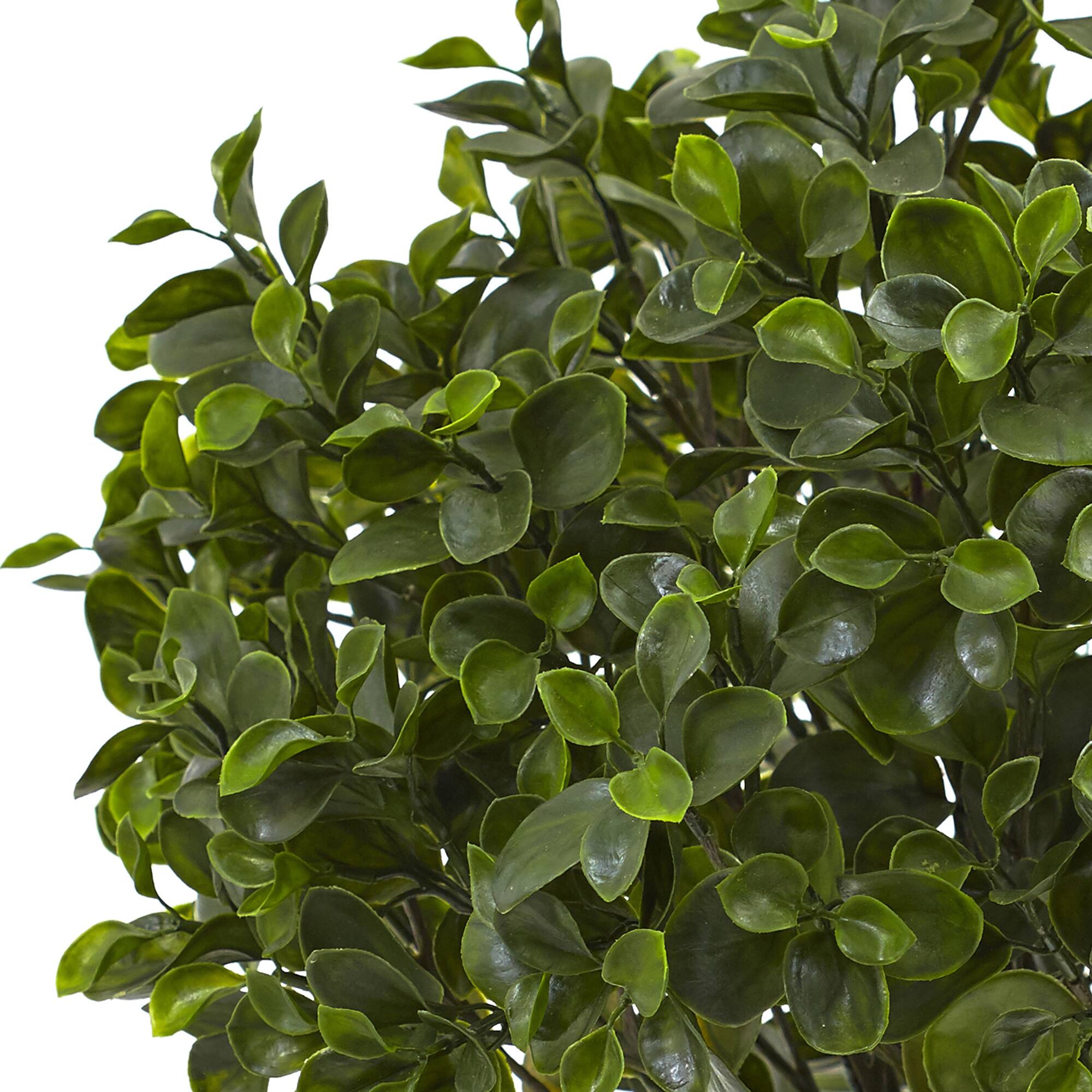 2ft. Potted Peperomia Plant