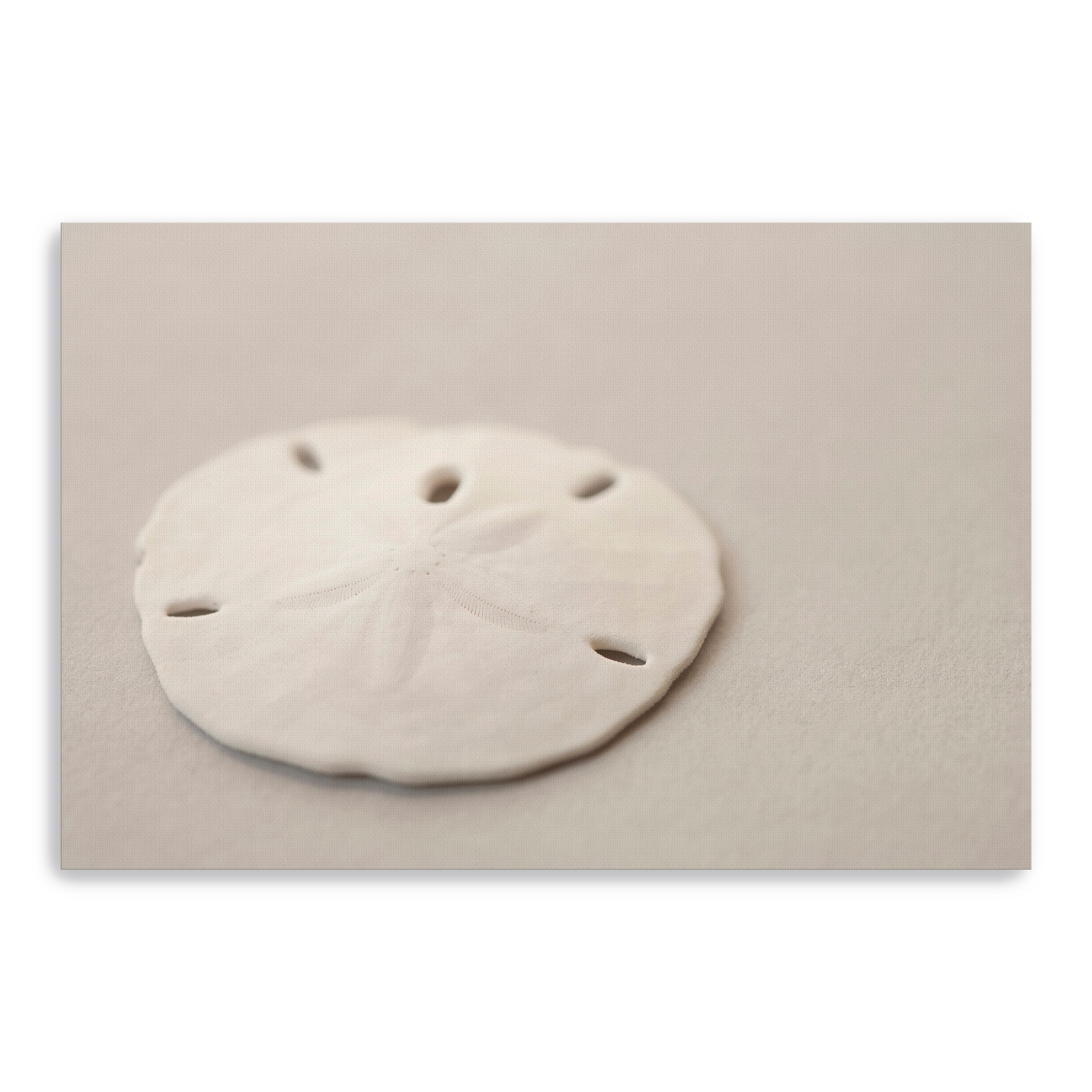 Sand Dollar Canvas Giclee