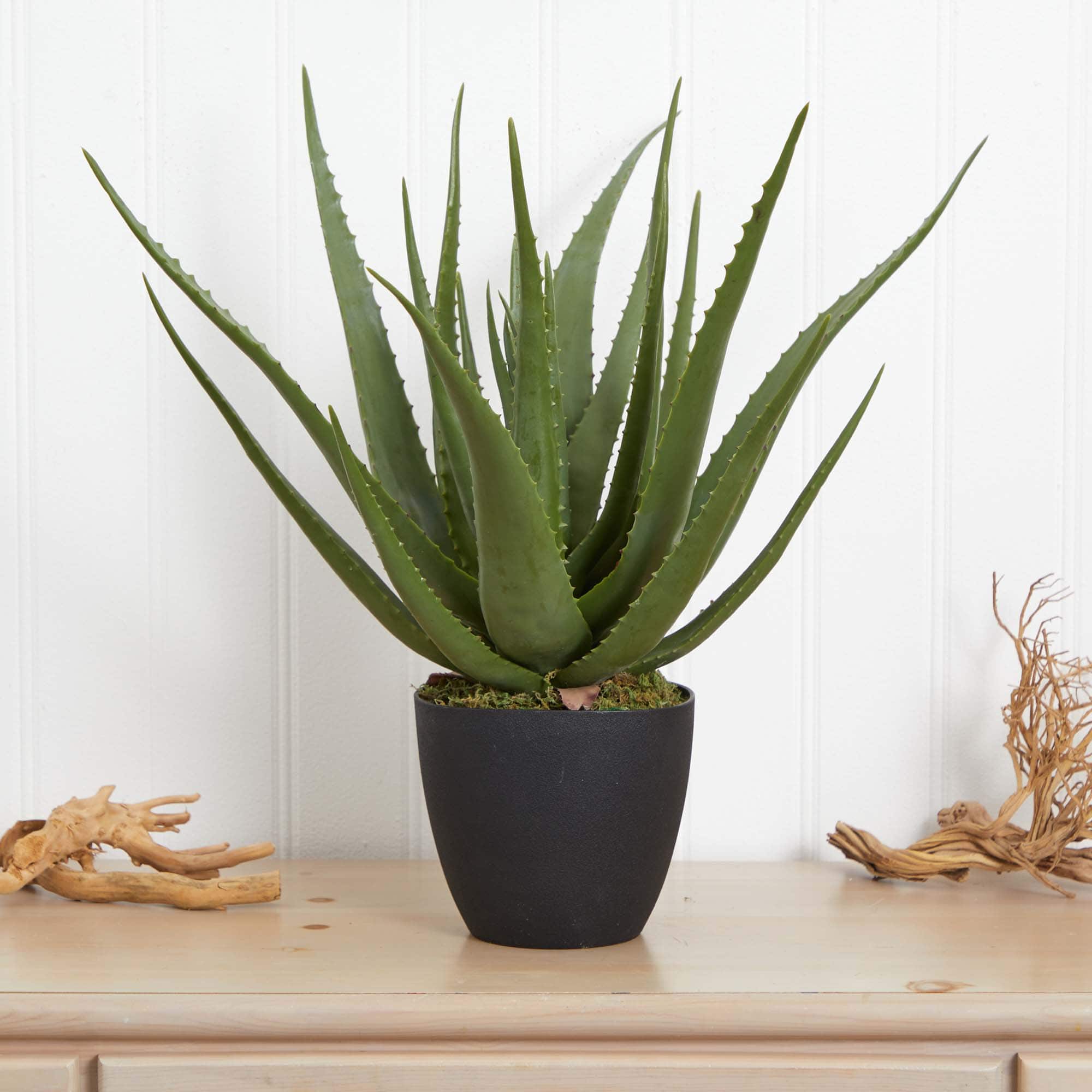 2ft. Potted Aloe Plant