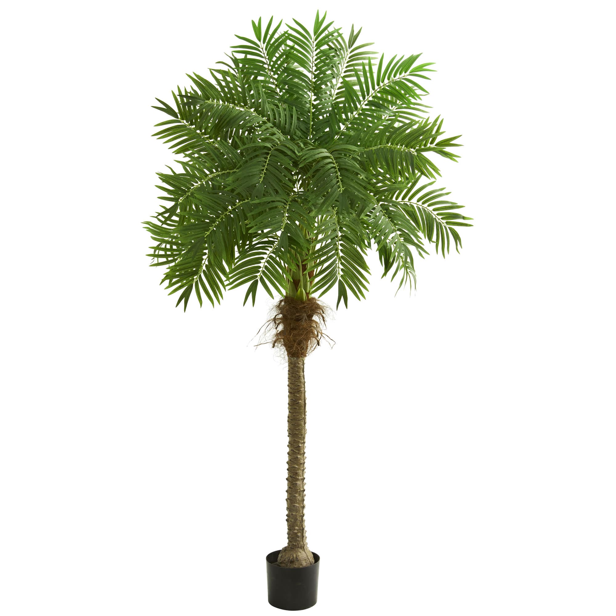 6.6ft. Potted Robellini Palm Tree