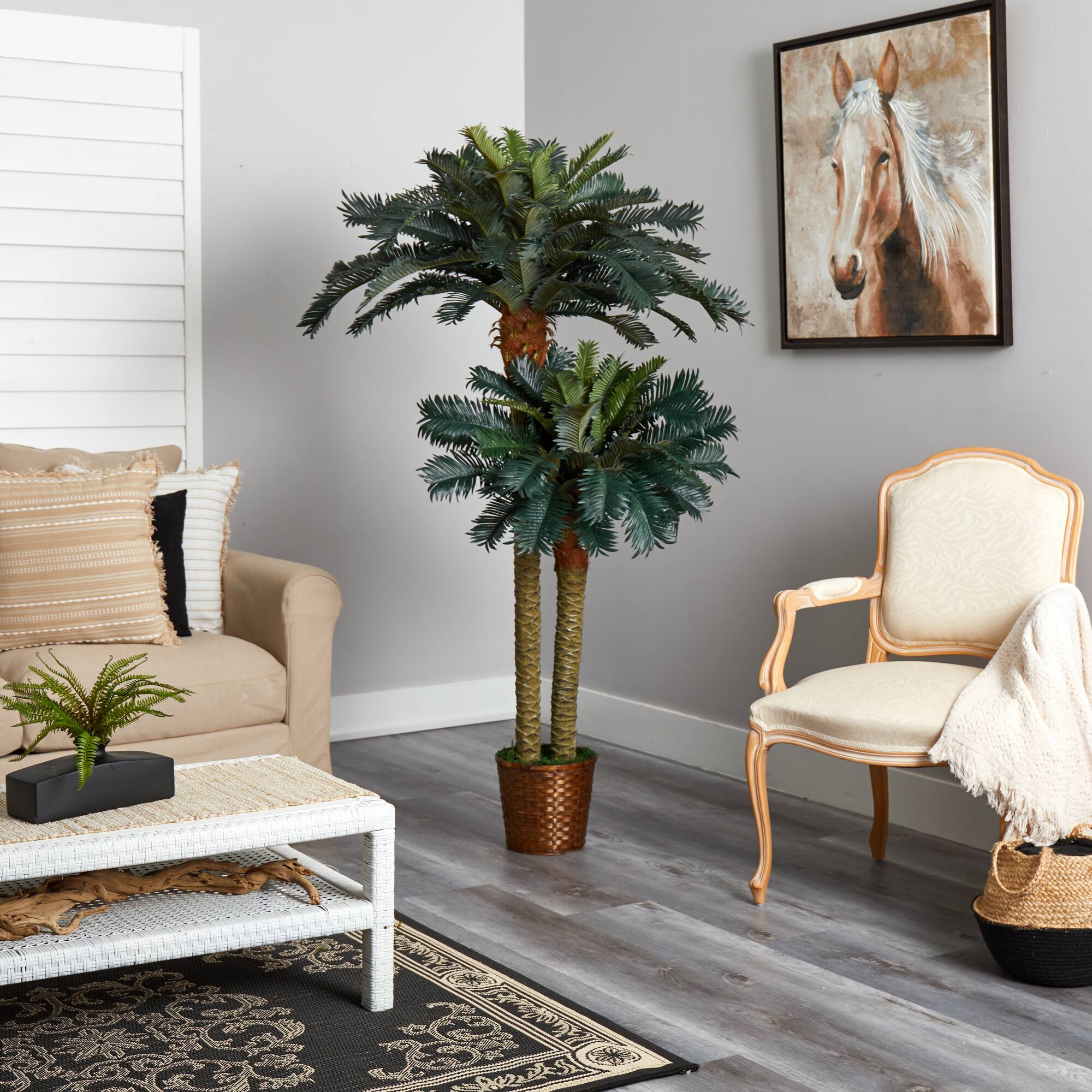 6ft. Sago Palm Double Tree in Wicker Basket Pot