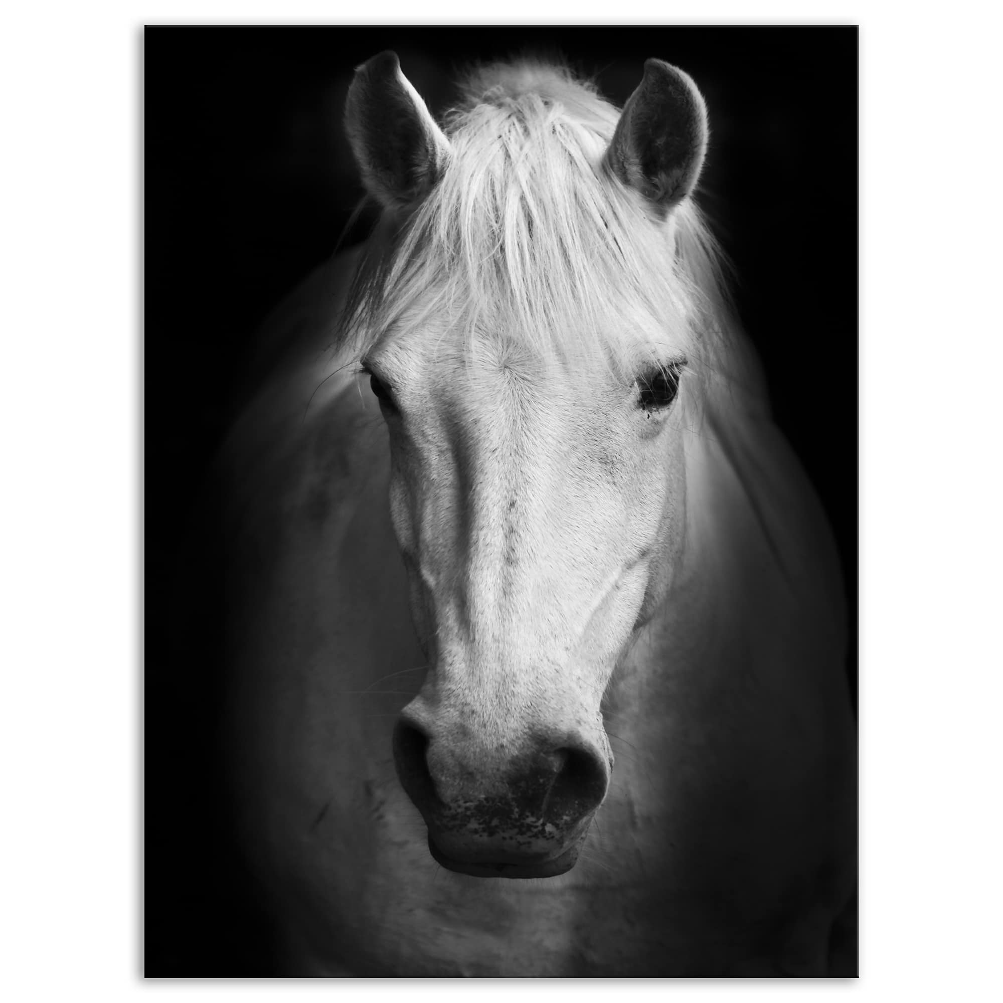 Designart - White Horse Black and White - Animal Canvas Art Print