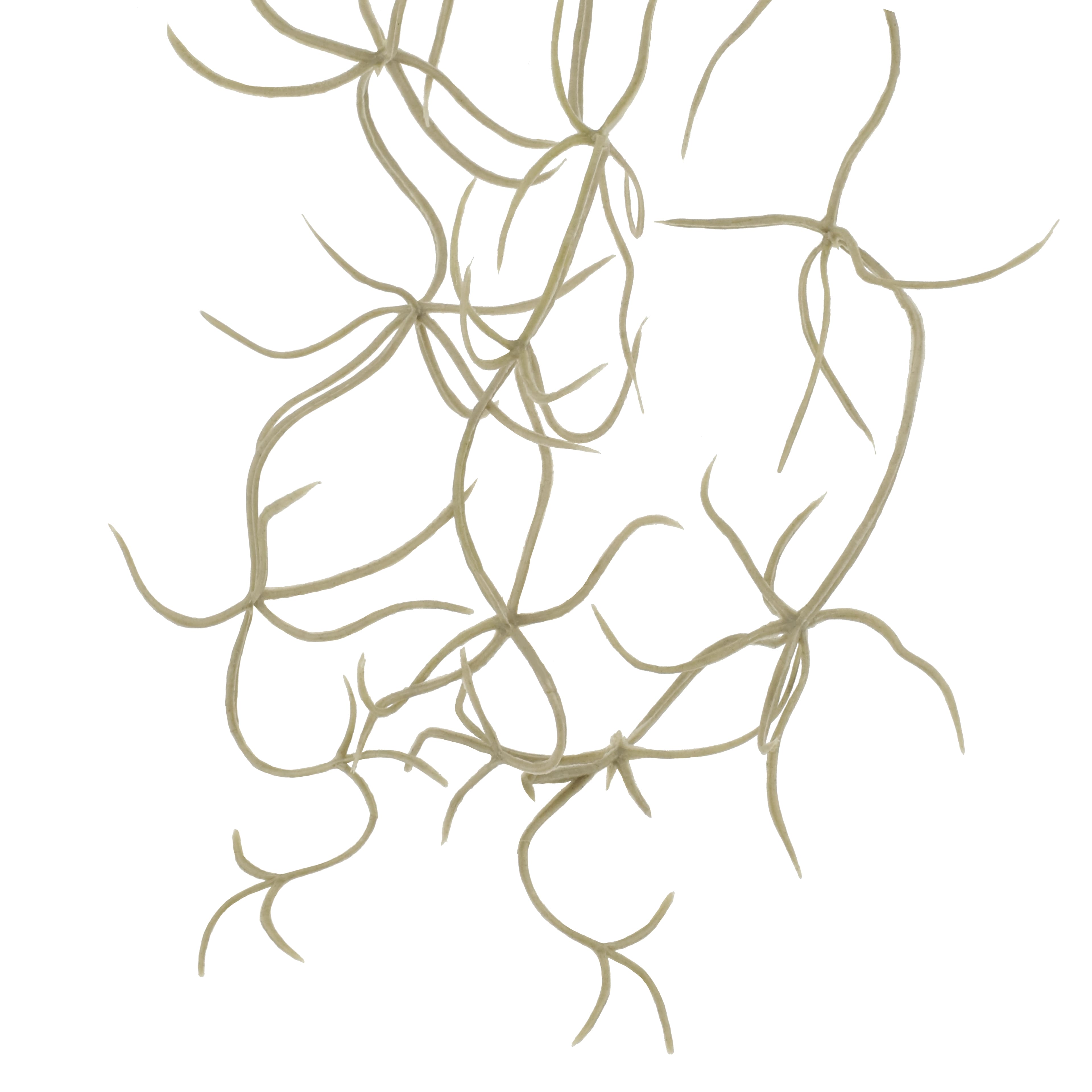10" Gray Hanging Spanish Moss Pick by Ashland®