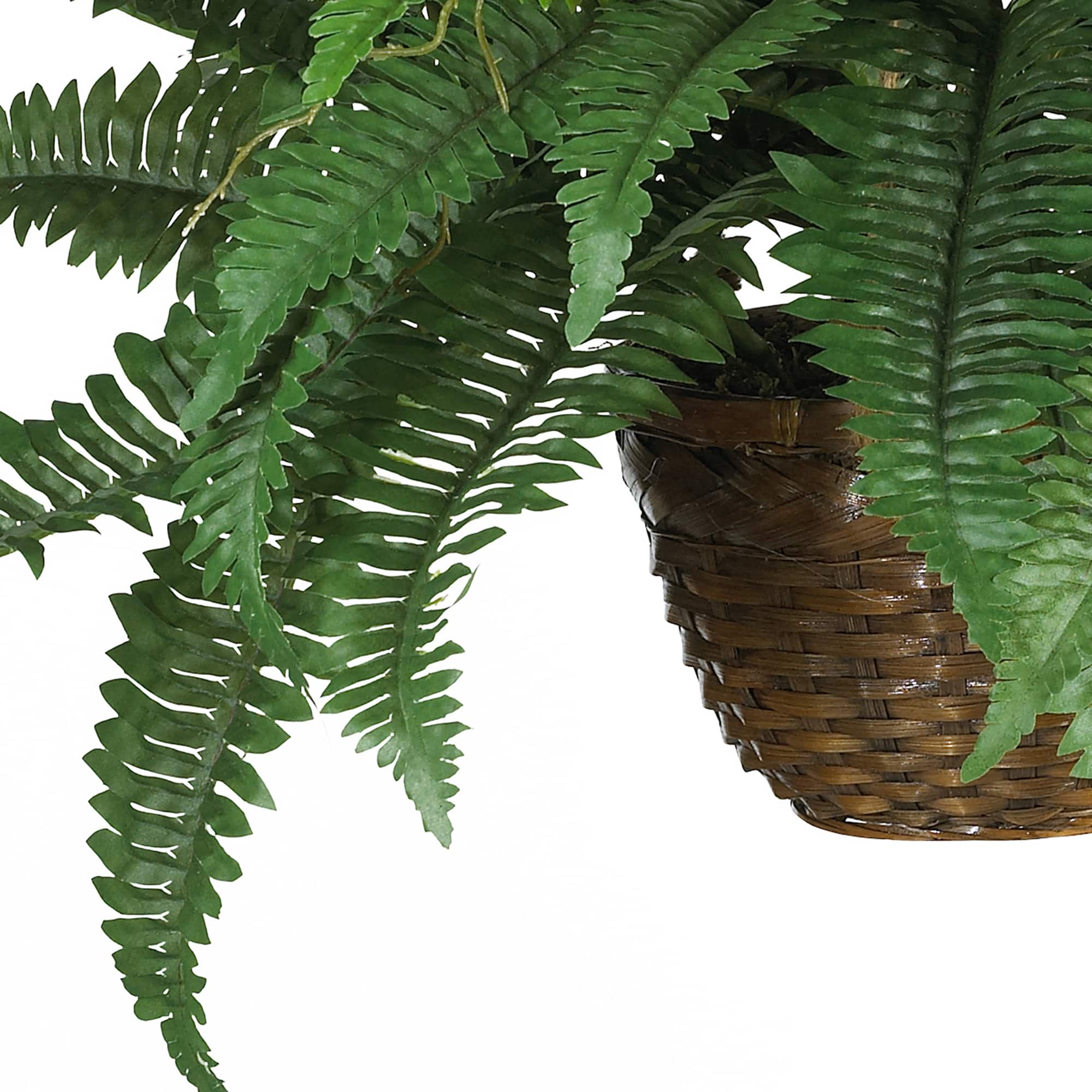 18" Boston Fern Hanging Basket