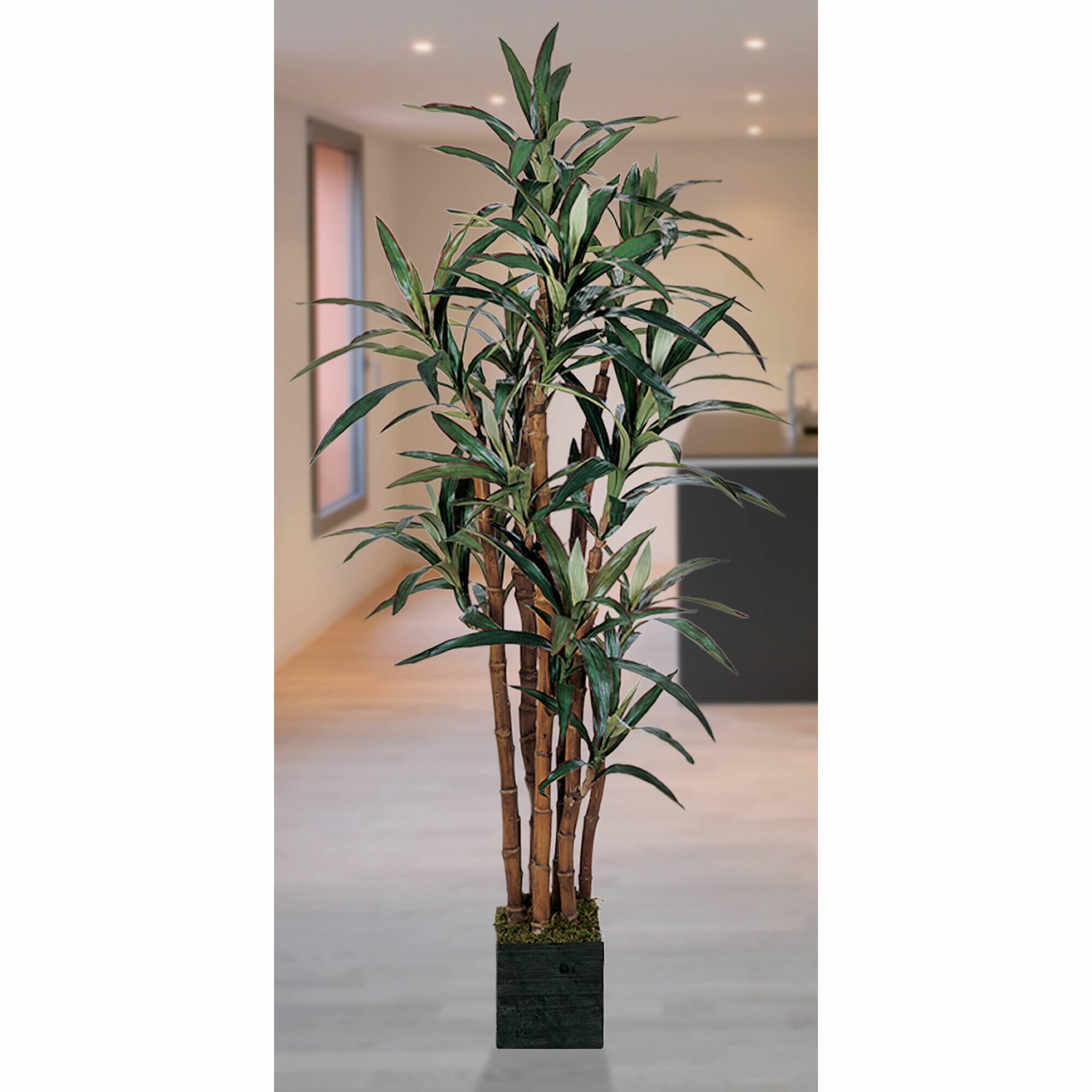 5ft. Potted Yucca Tree