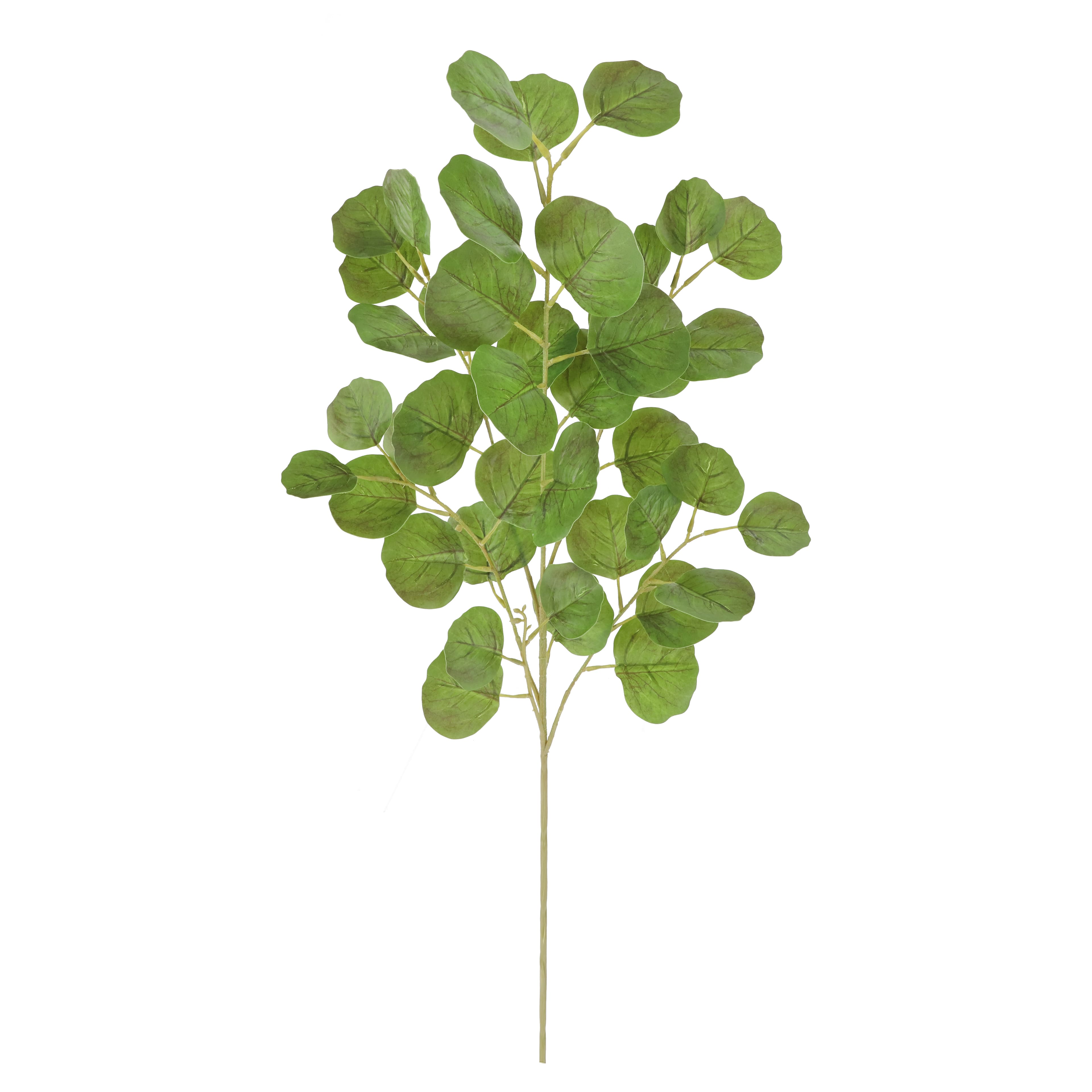 36" Oval Eucalyptus Real Touch Stem by Ashland®