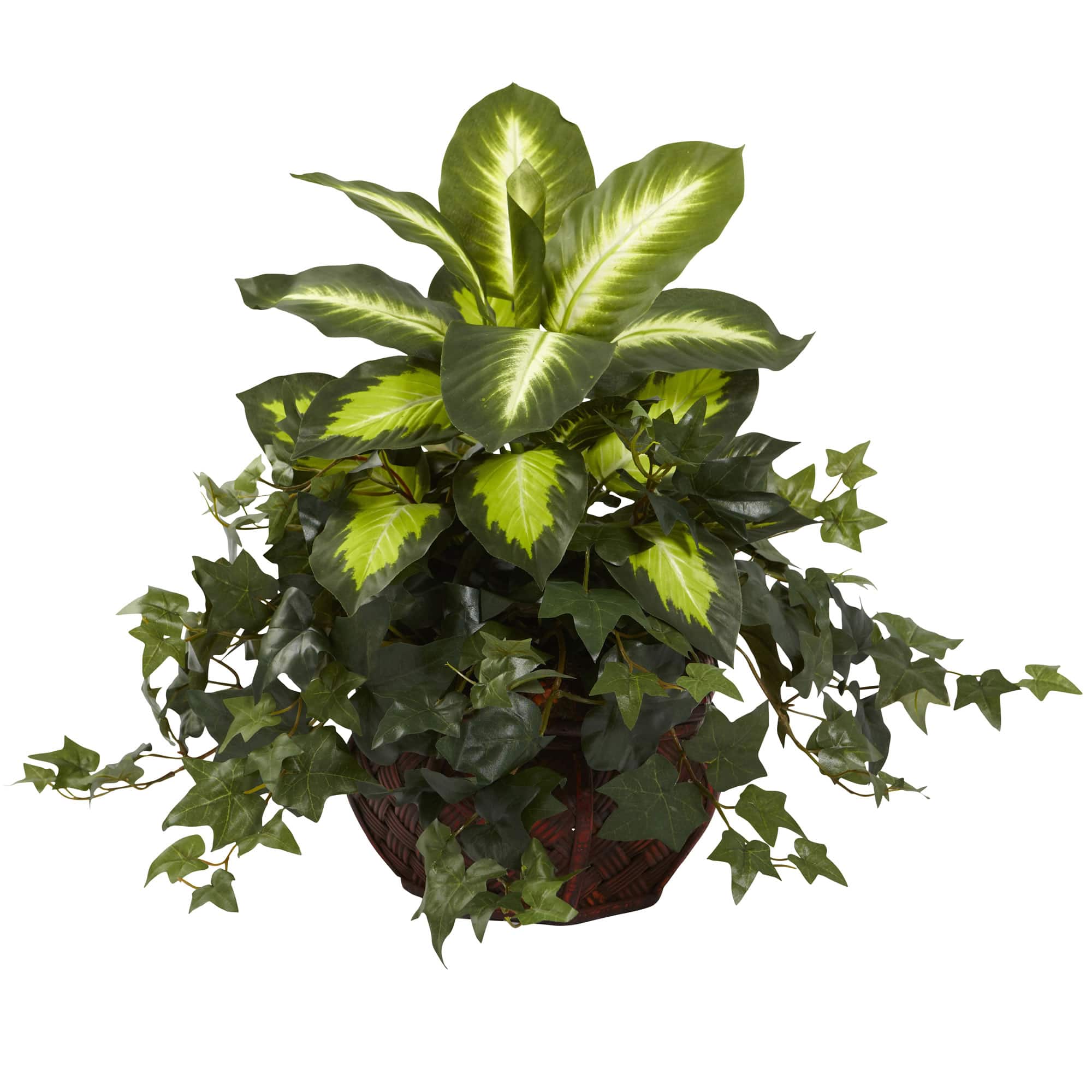 20" Dieffenbachia & Ivy In Decorative Planter
