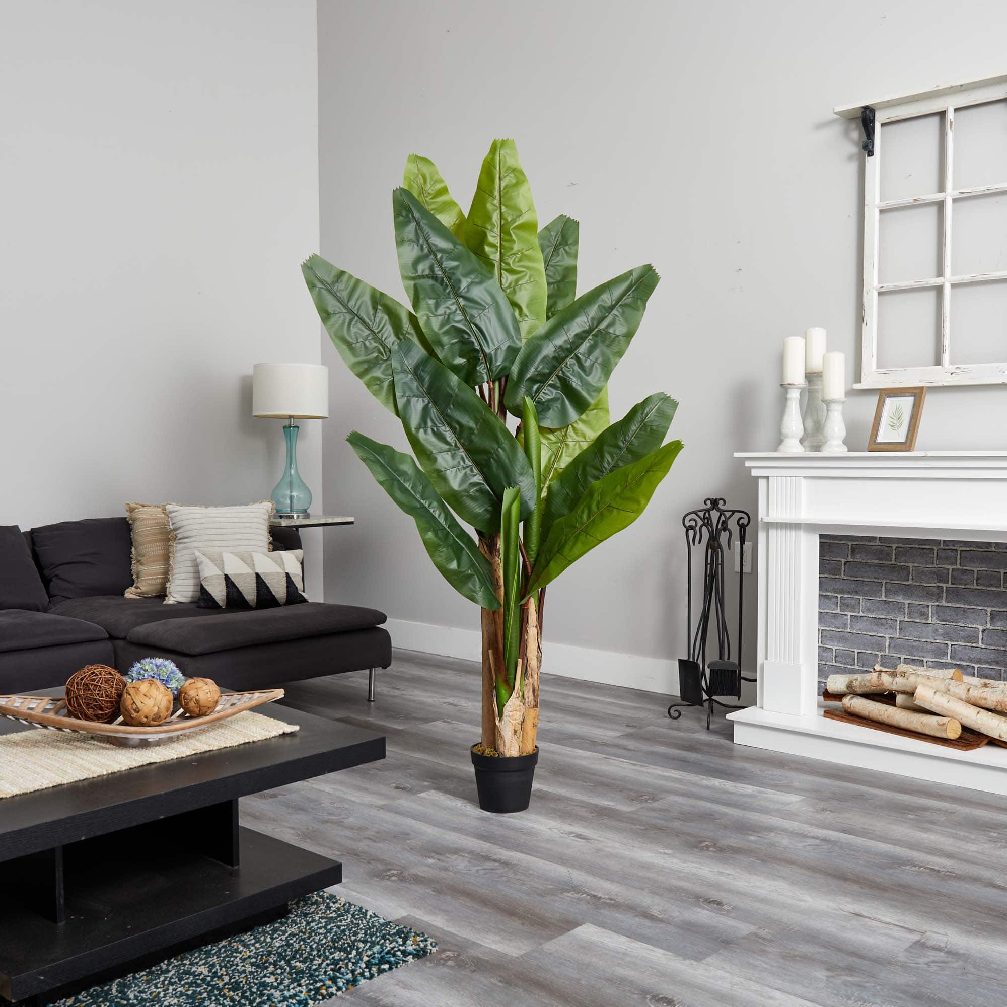 6ft. Potted Triple Stalk Banana Tree