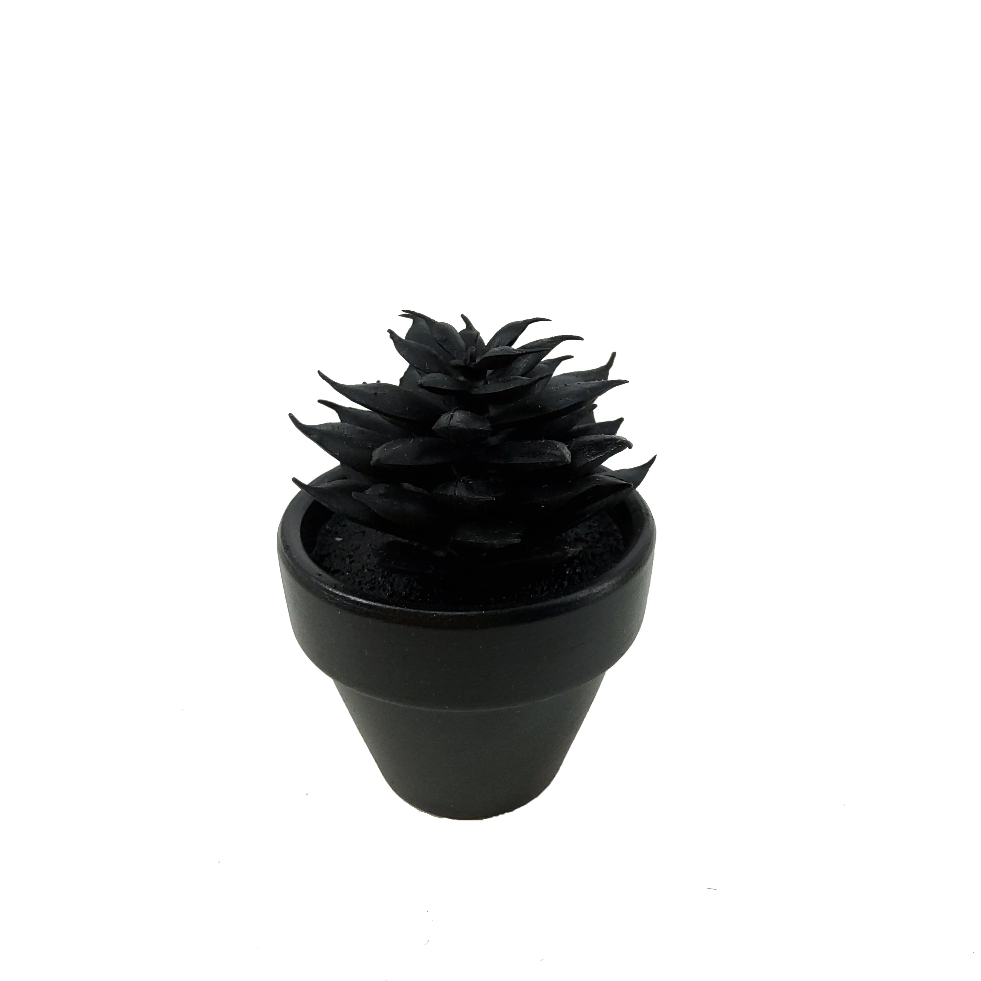 Assorted Mini Black Potted Succulent, 1pc. by Ashland®
