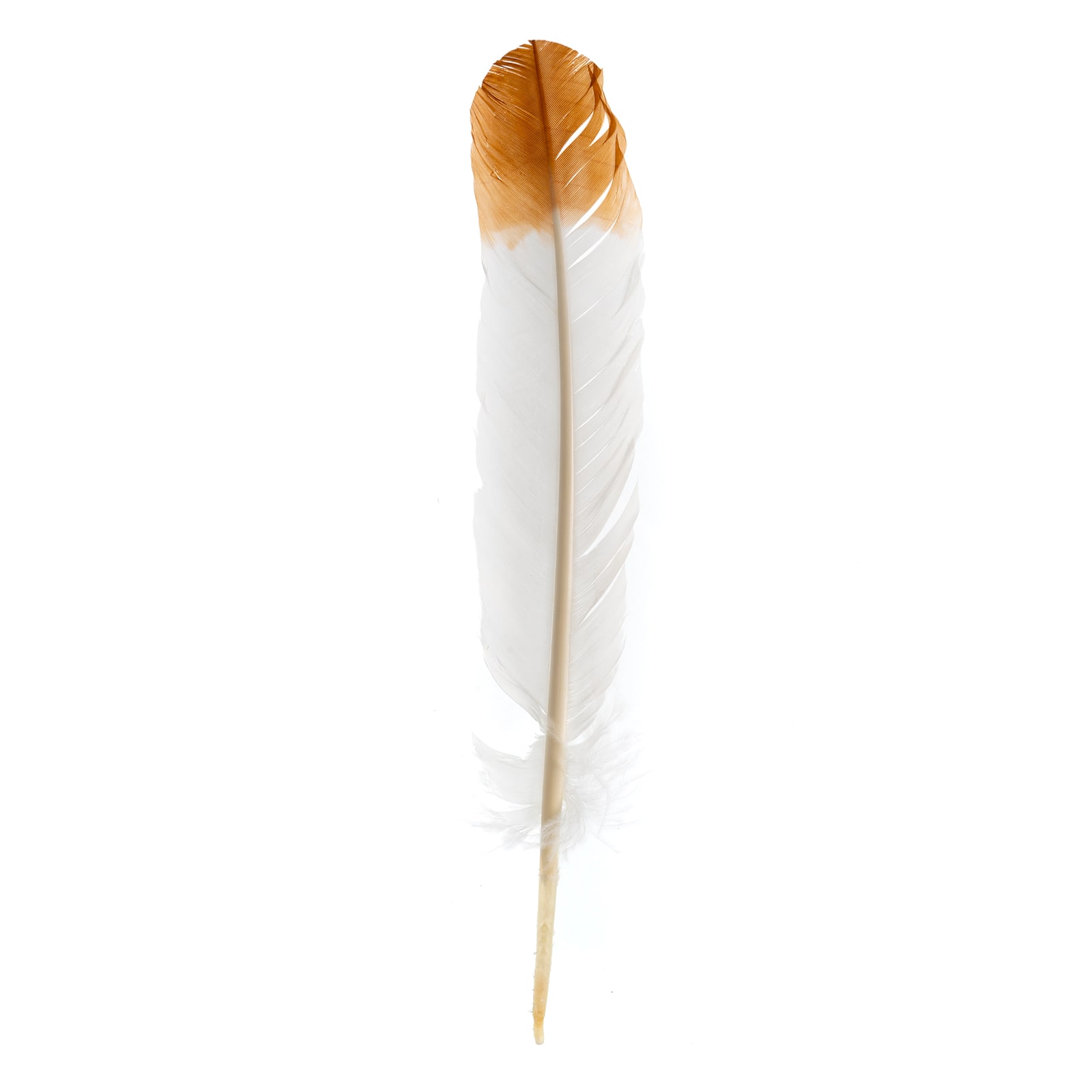 John Bead 12" White & Brown Imitation Eagle Feathers, 18ct.