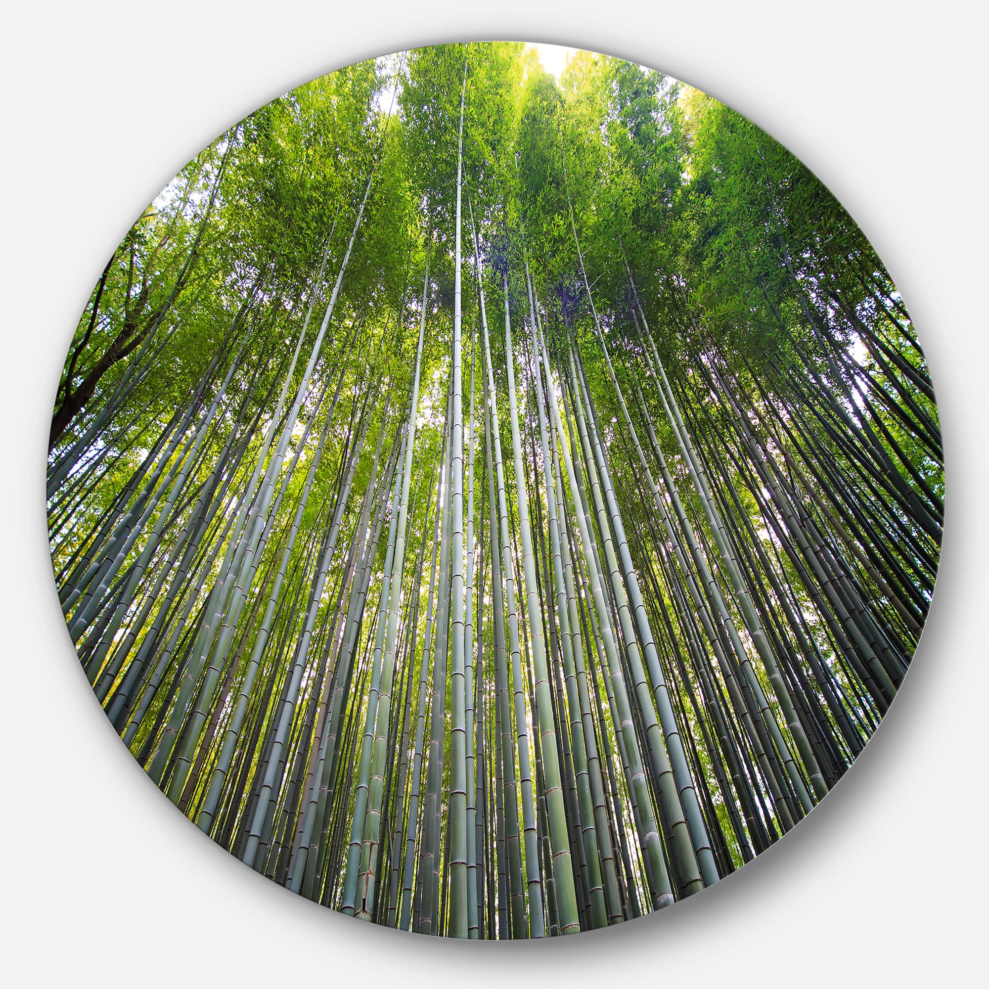 Designart - Bamboo forest of Kyoto Japan.' Forest Metal Circle Wall Art Print