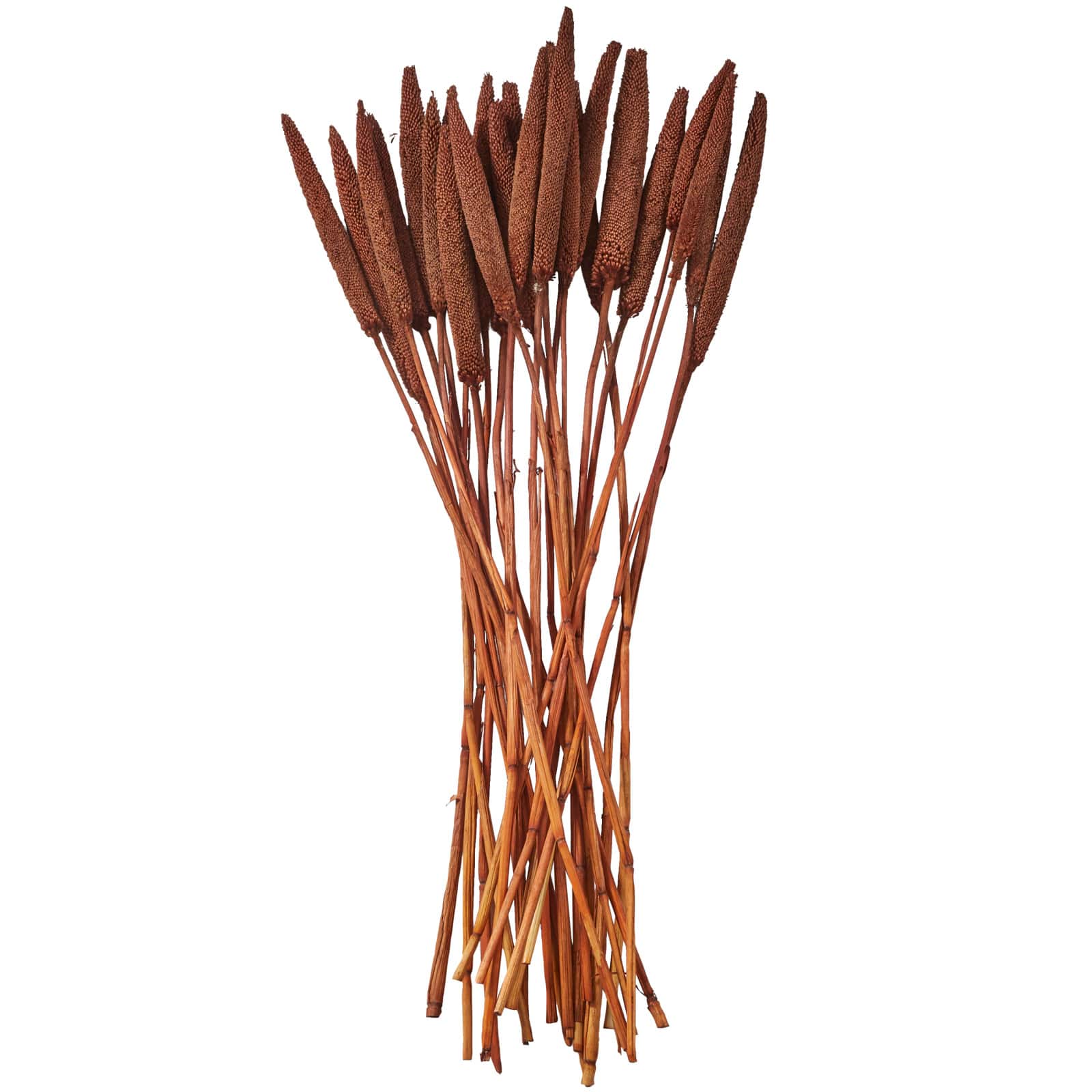 Dried Plant Bunny Tail Natural Foliage with Long Stems
