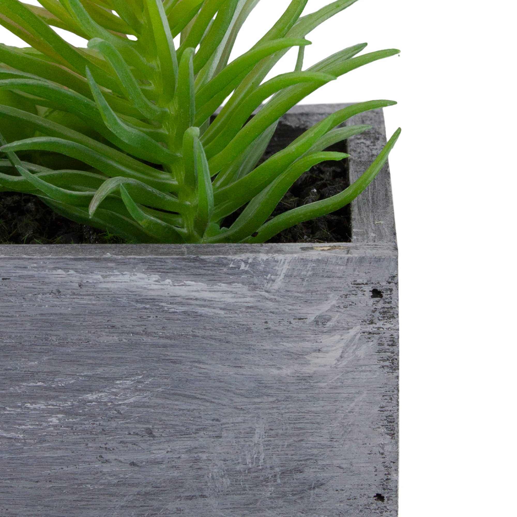 12" Mixed Succulent Plants in Rectangular Planter