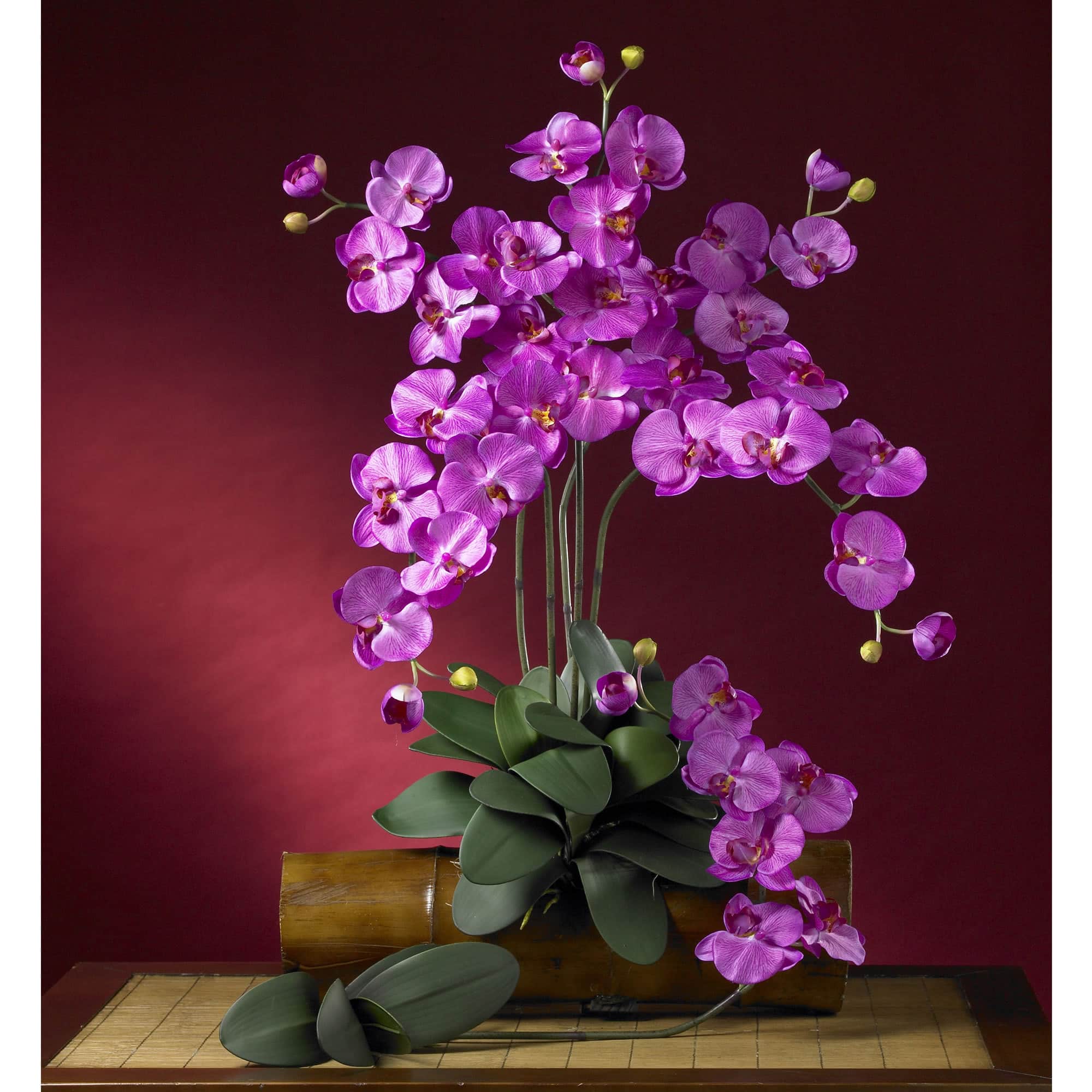 Pink Moth Orchid Stem, 6ct.