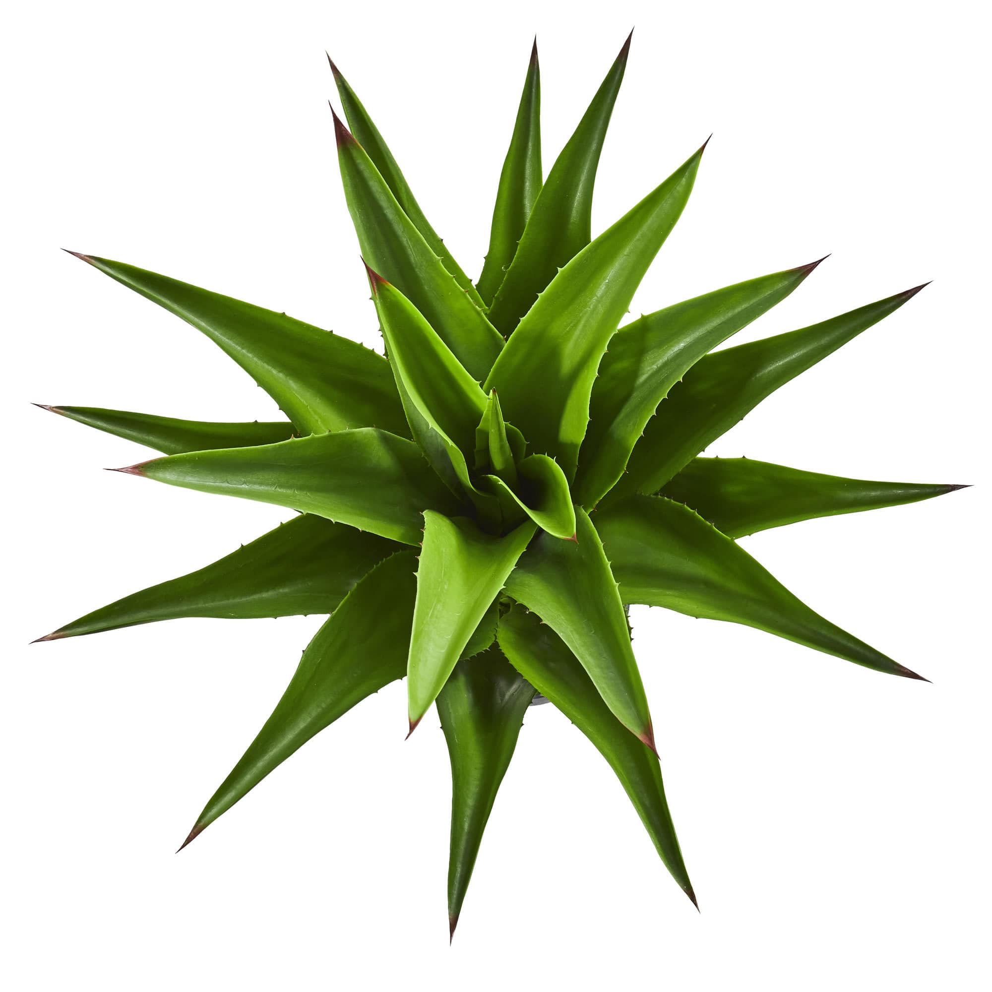 30" Potted Agave Plant