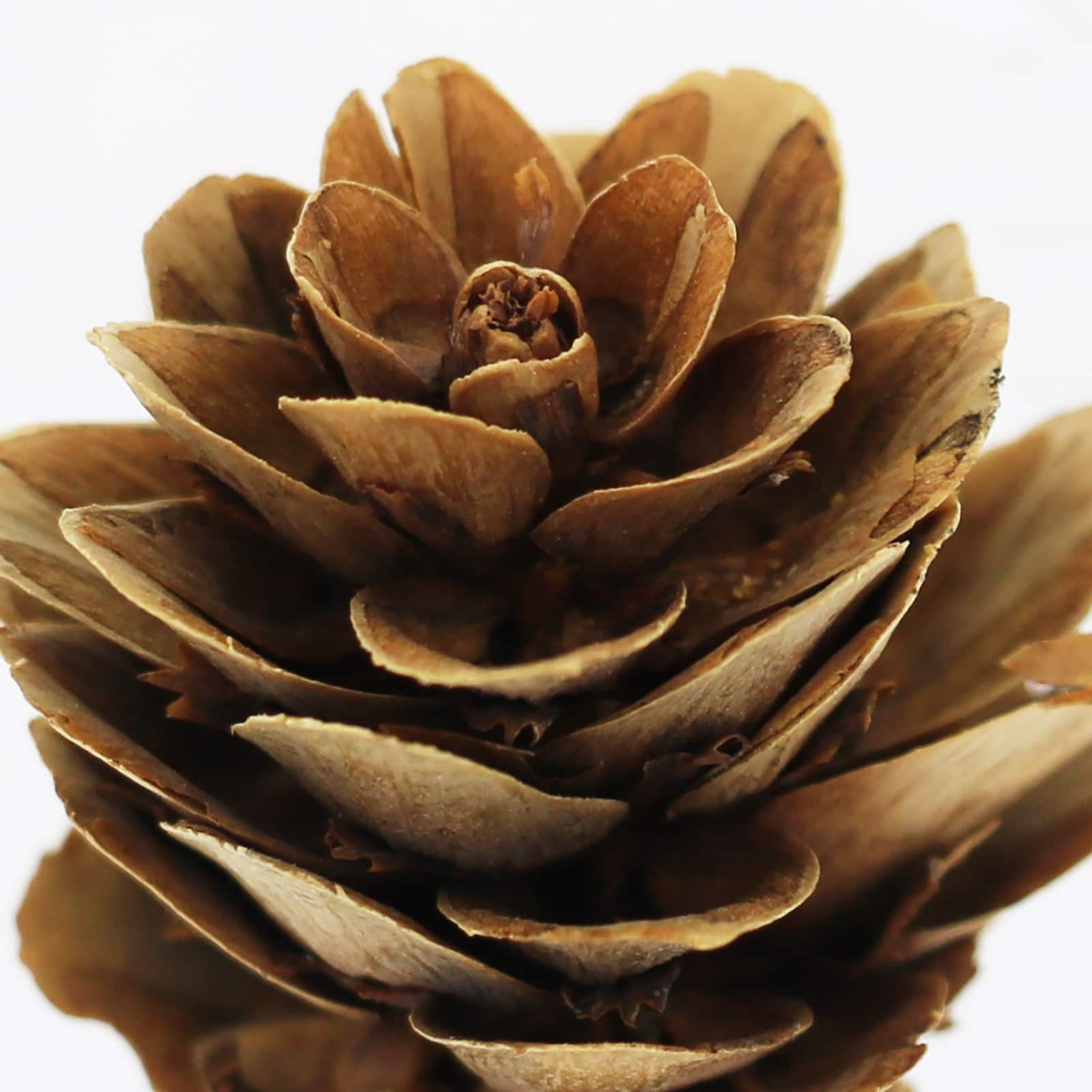 Classic Pinecone, Pumpkin, Berry & Maple Leaves Decorative Components by Ashland®
