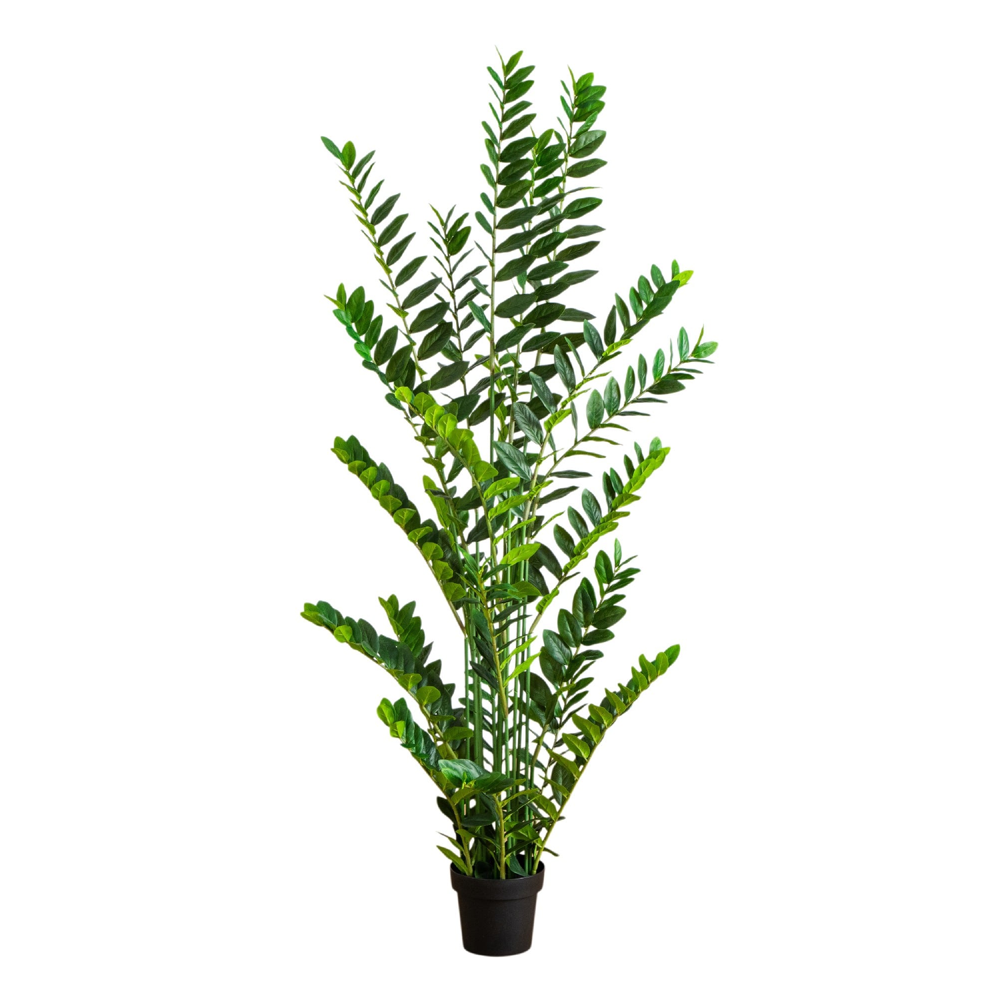 6ft. Artificial Zamioculcas Plant