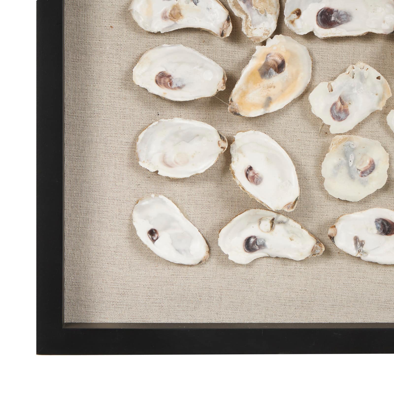 Cream Shell Wall Décor with Black Frame