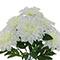 19" Dahlia Bush by Ashland®