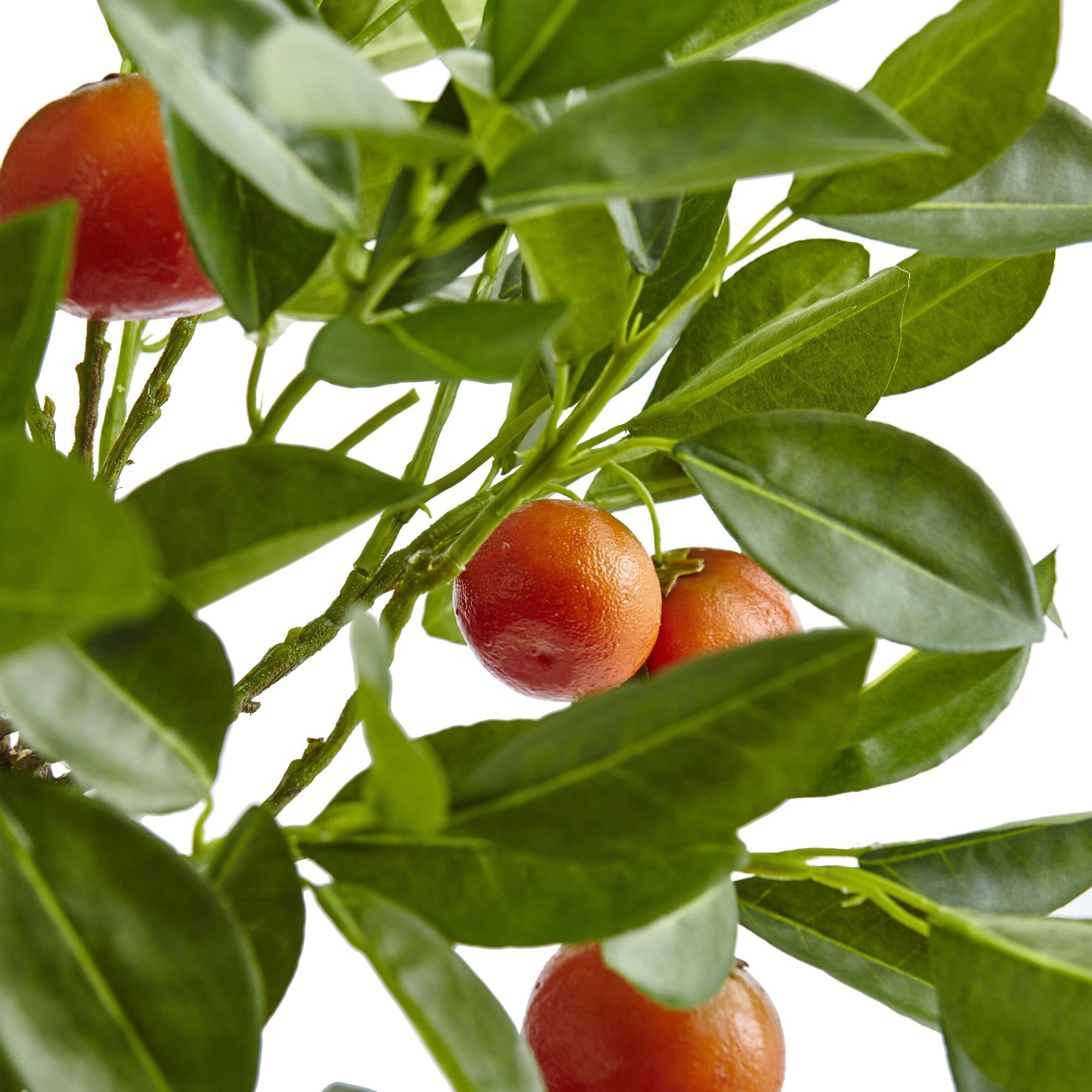 3ft. Potted Orange Tree