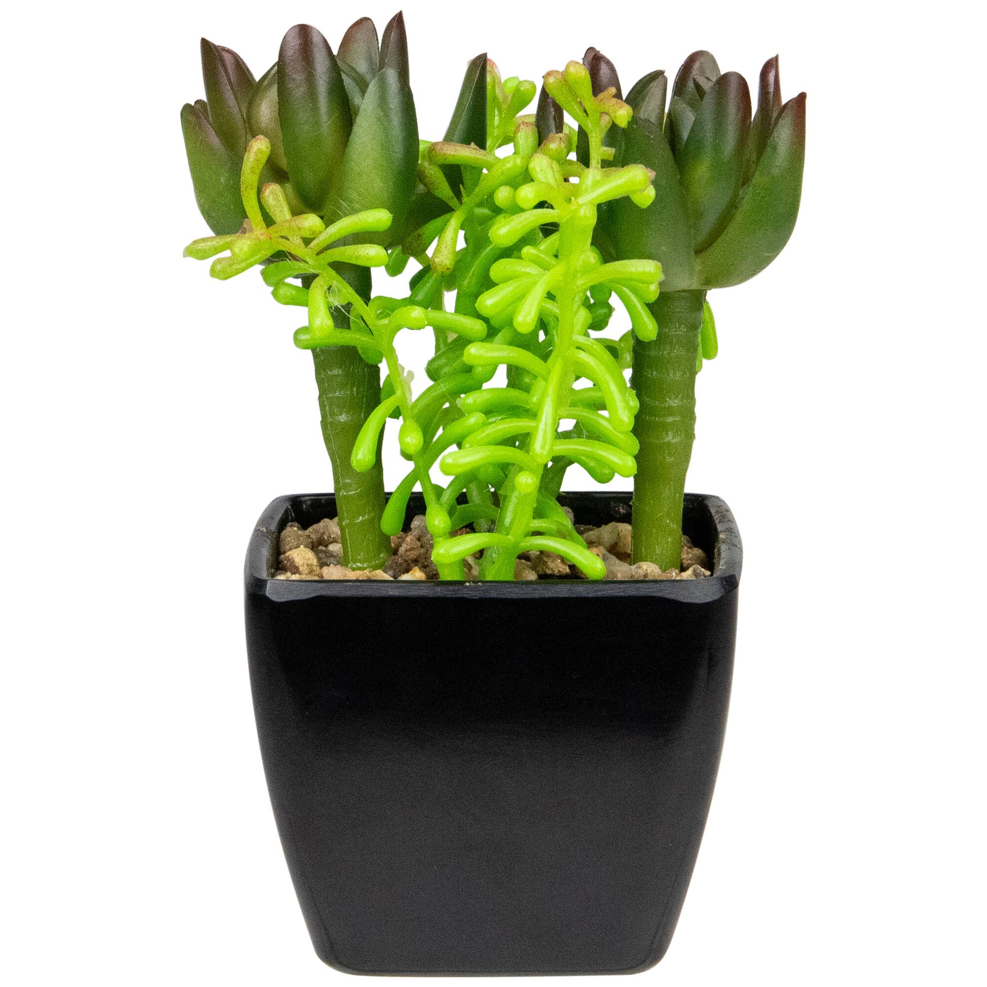 6" Potted Green Succulent Arrangement