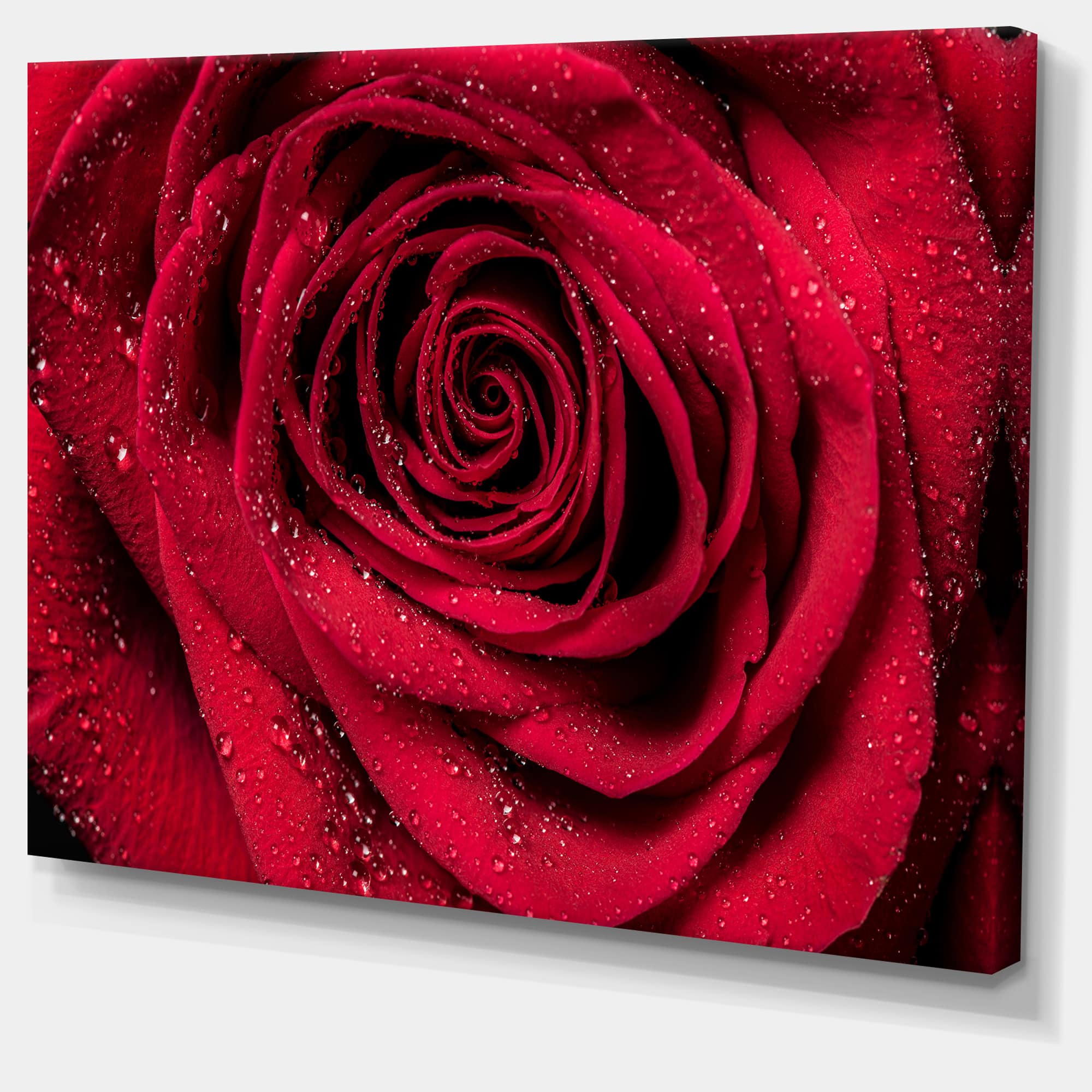 Designart - Red Rose Petals with Rain Droplets - Floral Art Canvas Print