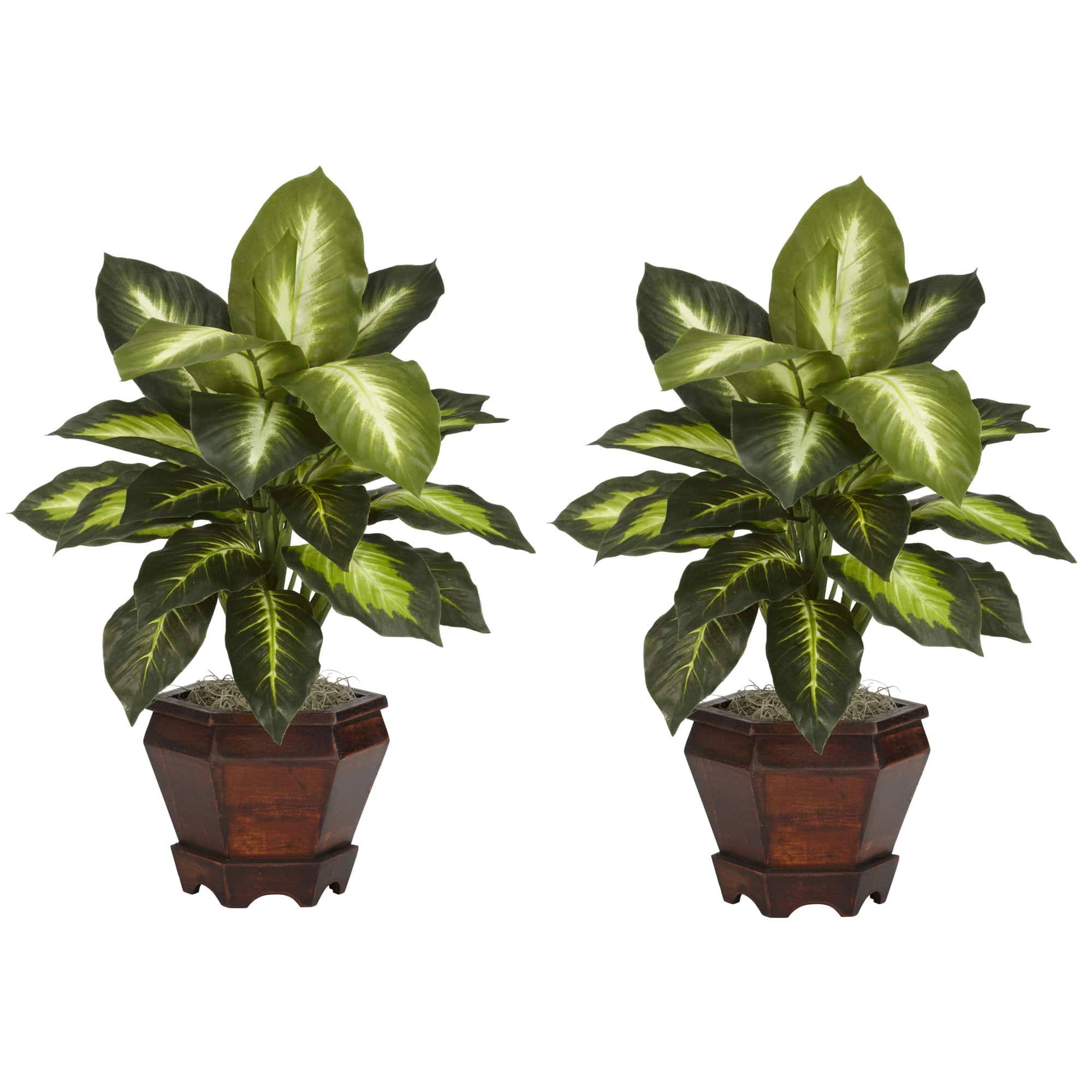 20.5" Golden Dieffenbachia In Wood Vase, 2ct.