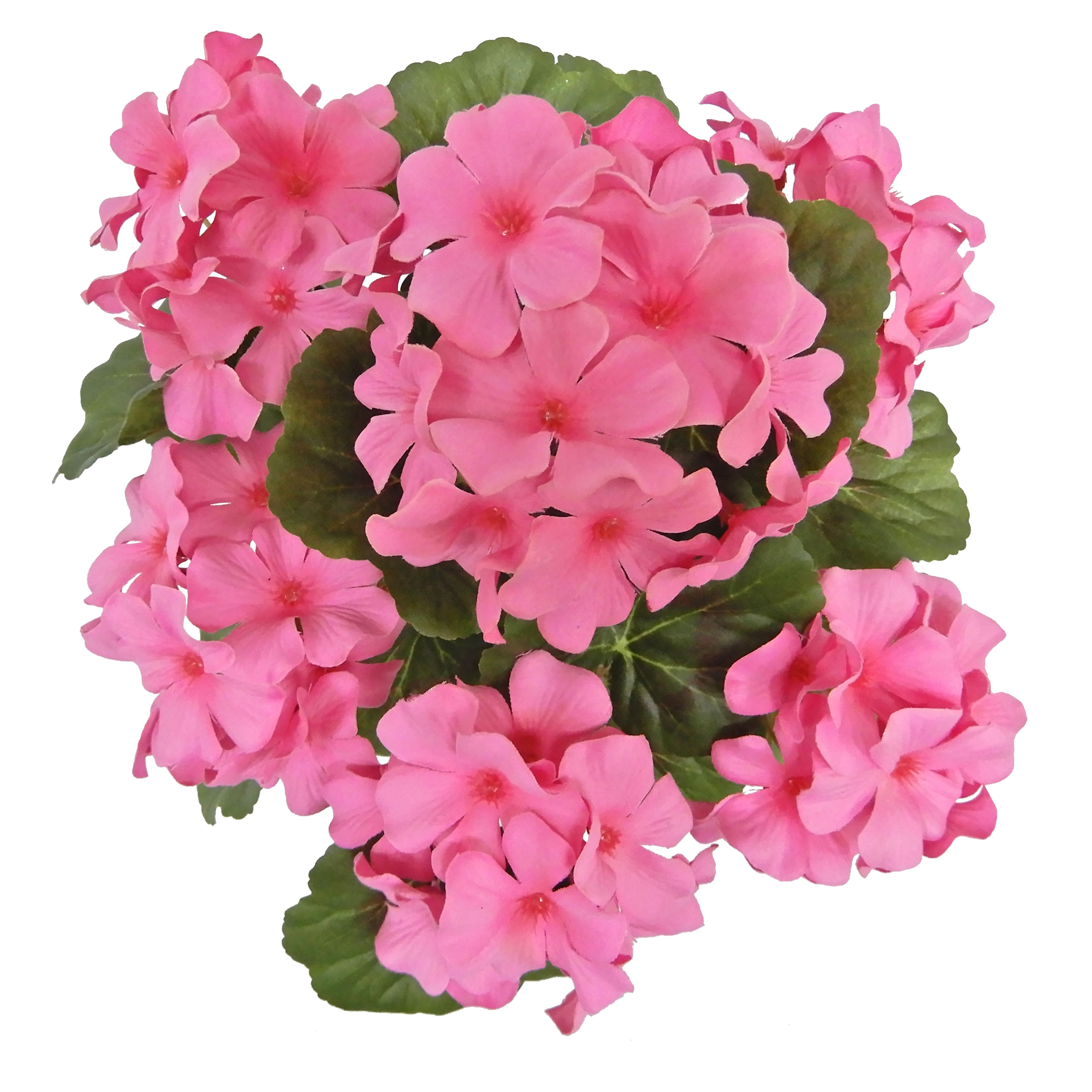 12" Potted Geranium by Ashland